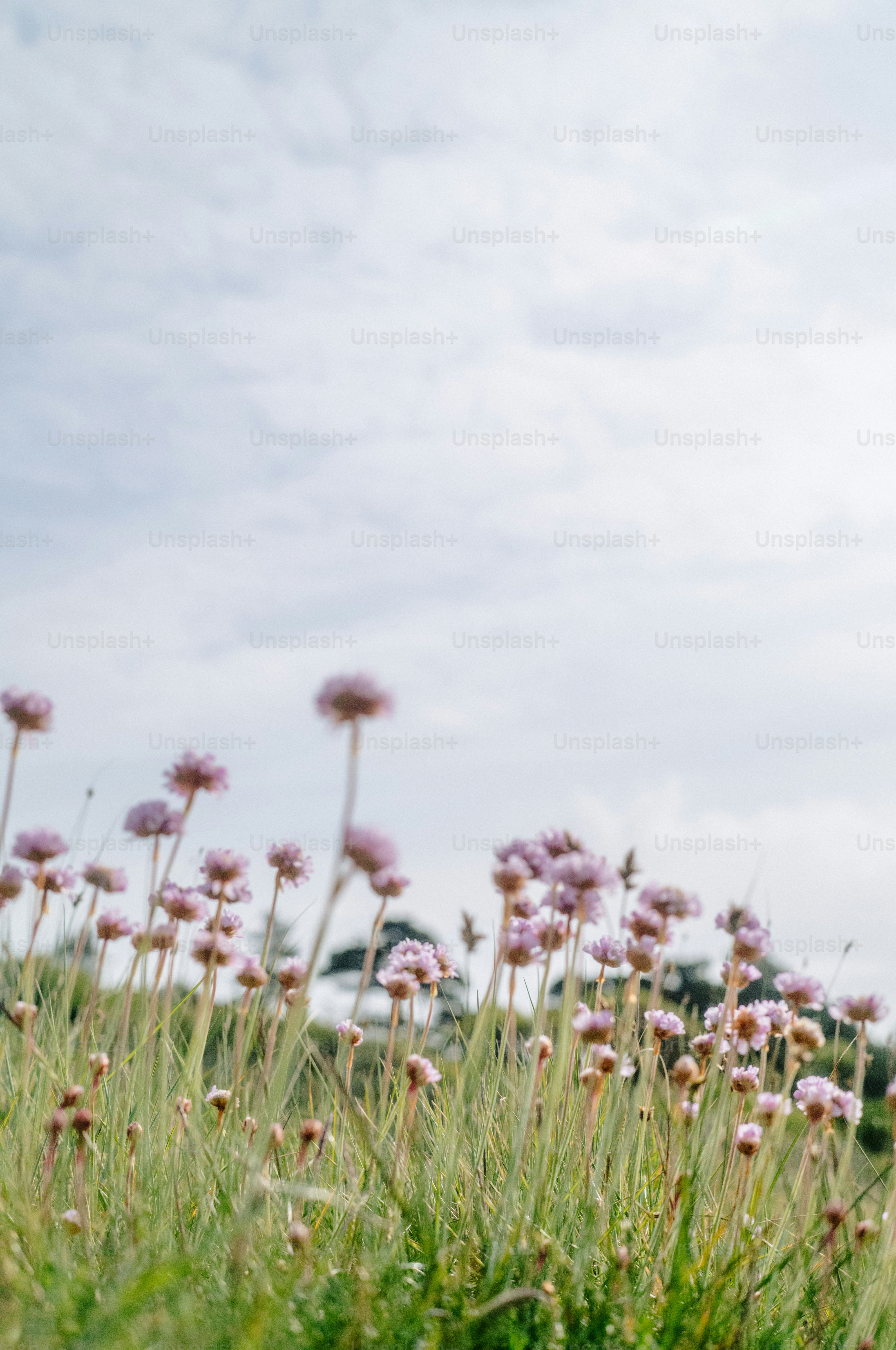 Pink wildflowers blooming in green grass under a cloudy sky.