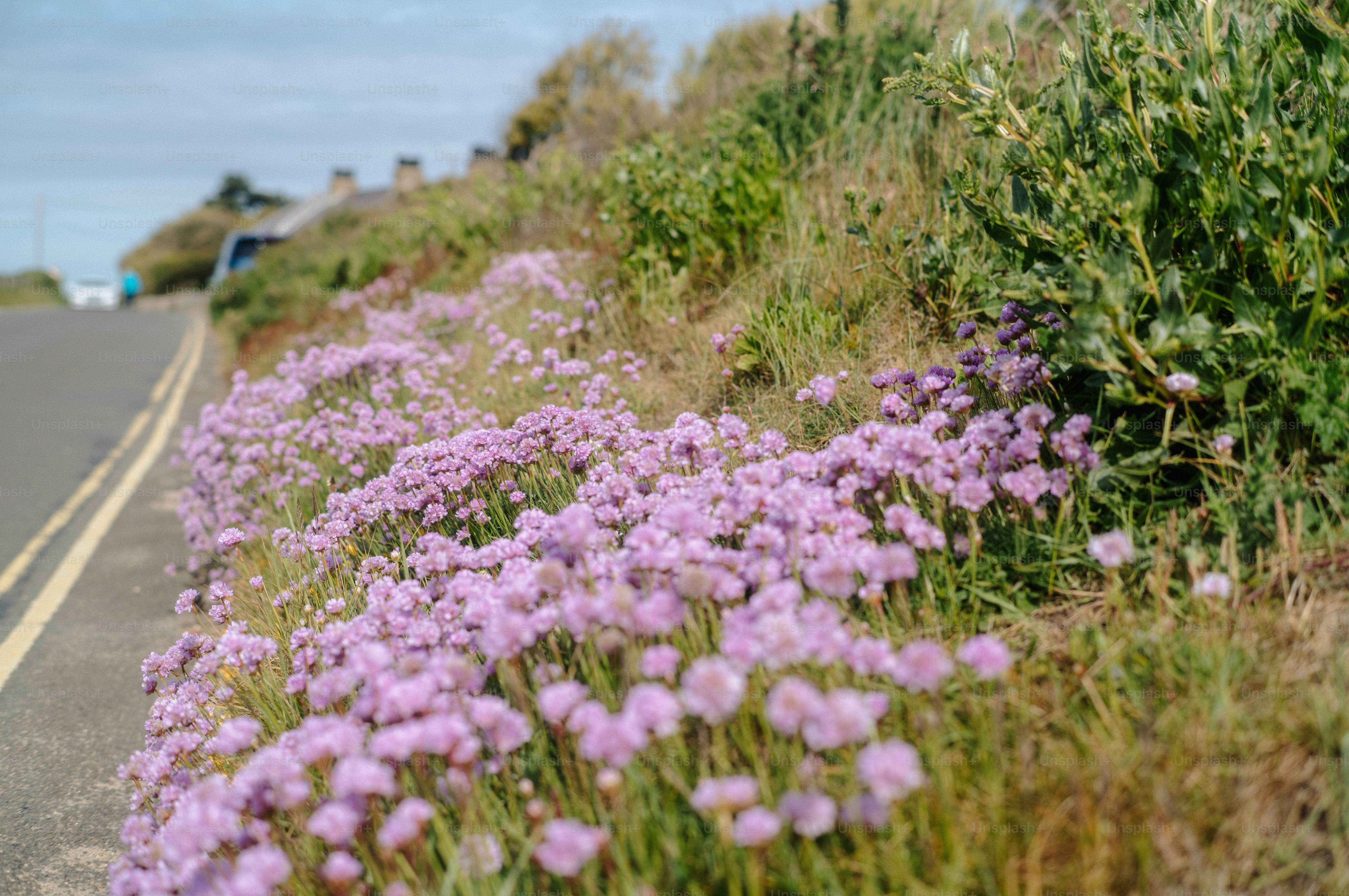 Pink wildflowers growing beside a road