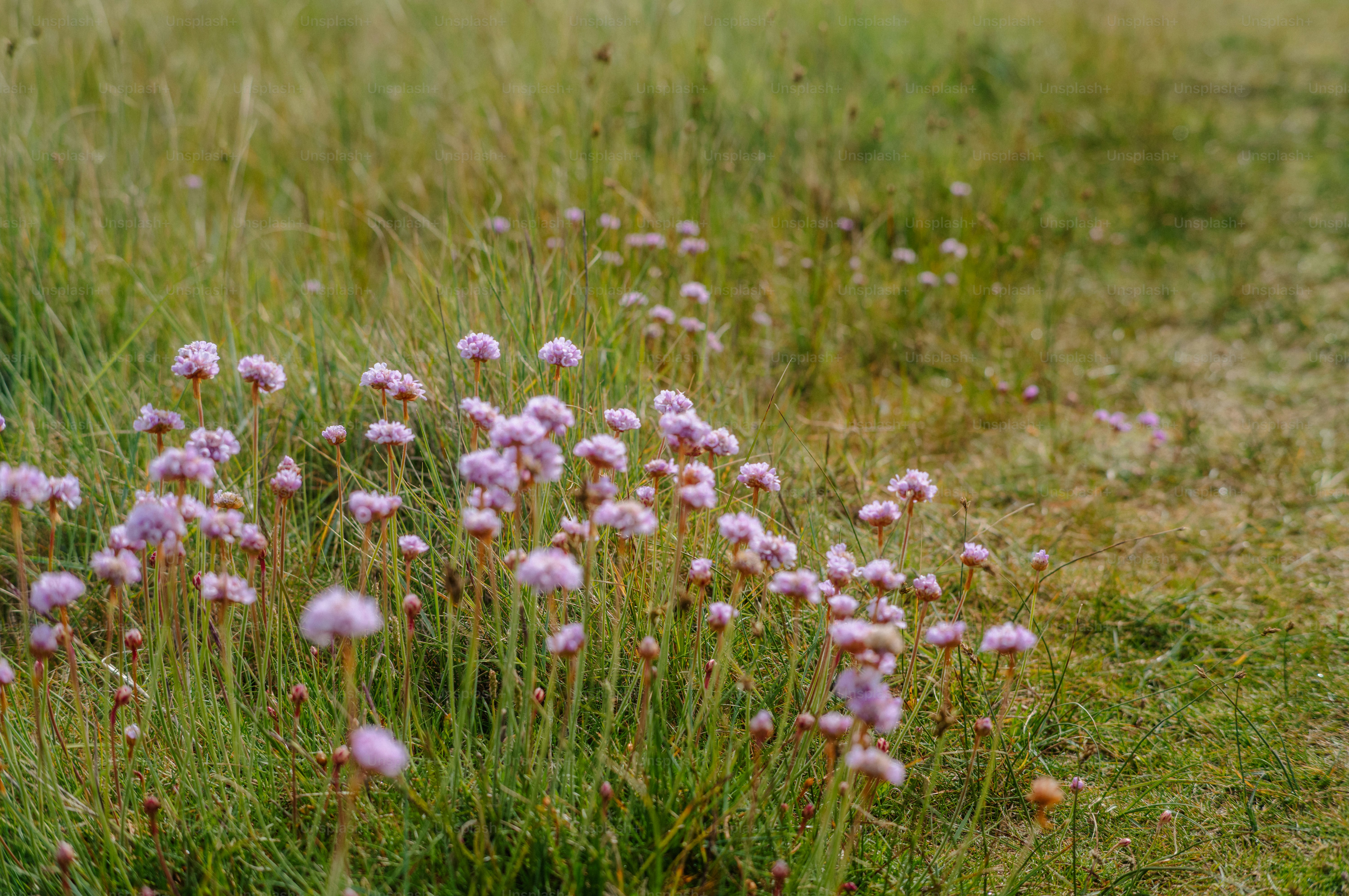 Small pink flowers bloom in a grassy field.
