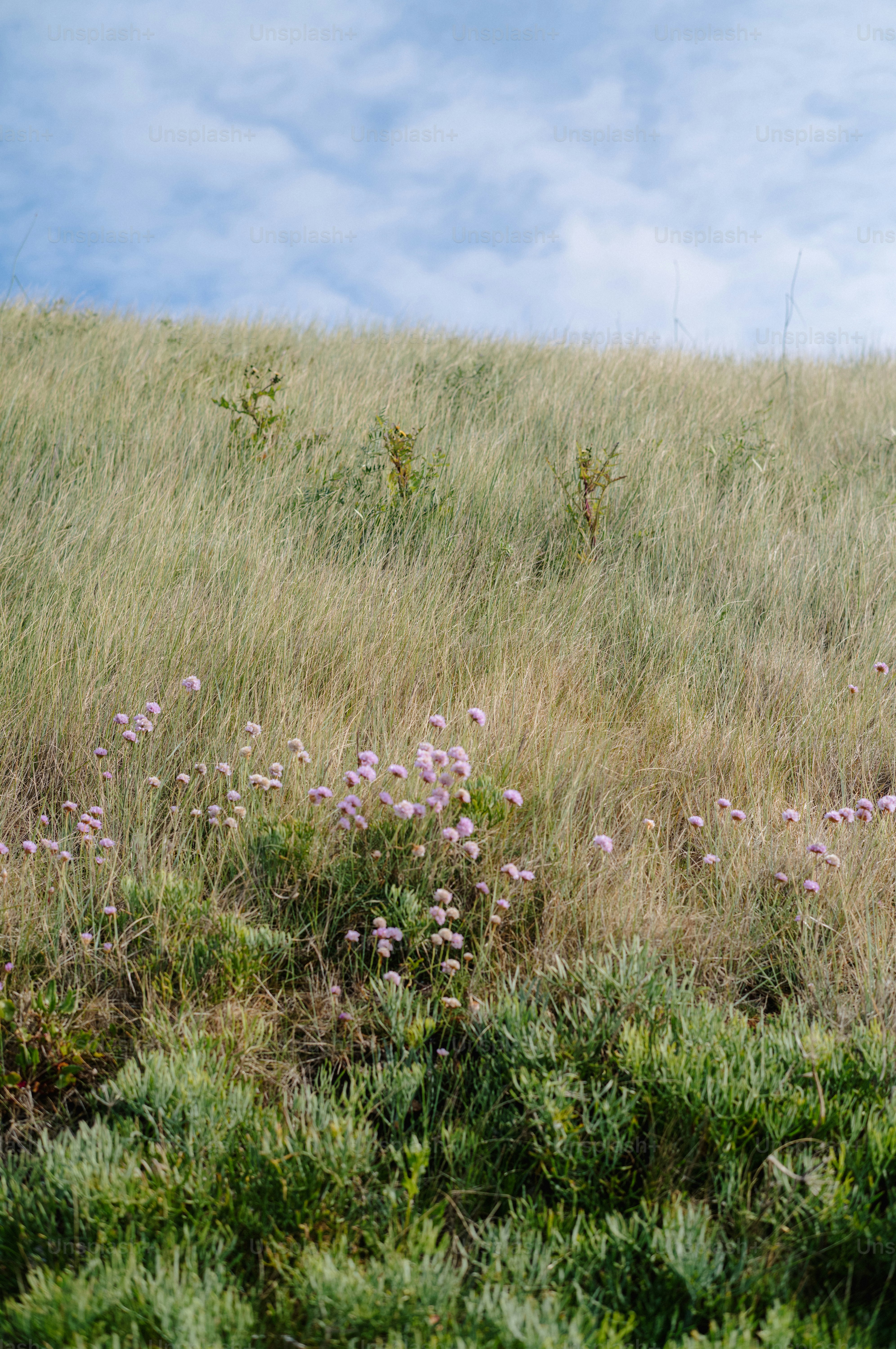 Grassy hill with small pink flowers under a cloudy sky
