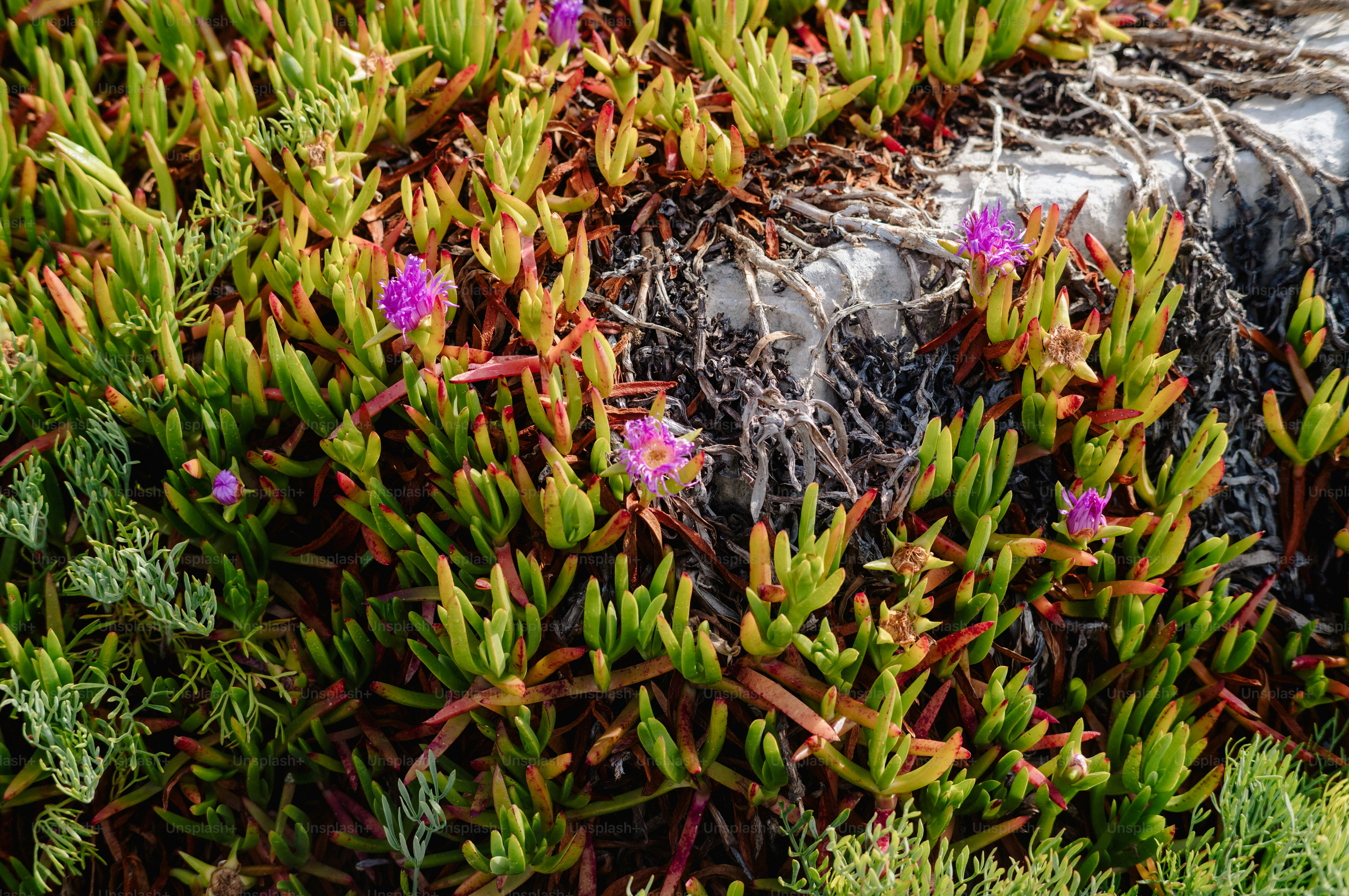 Succulent ground cover with small pink flowers