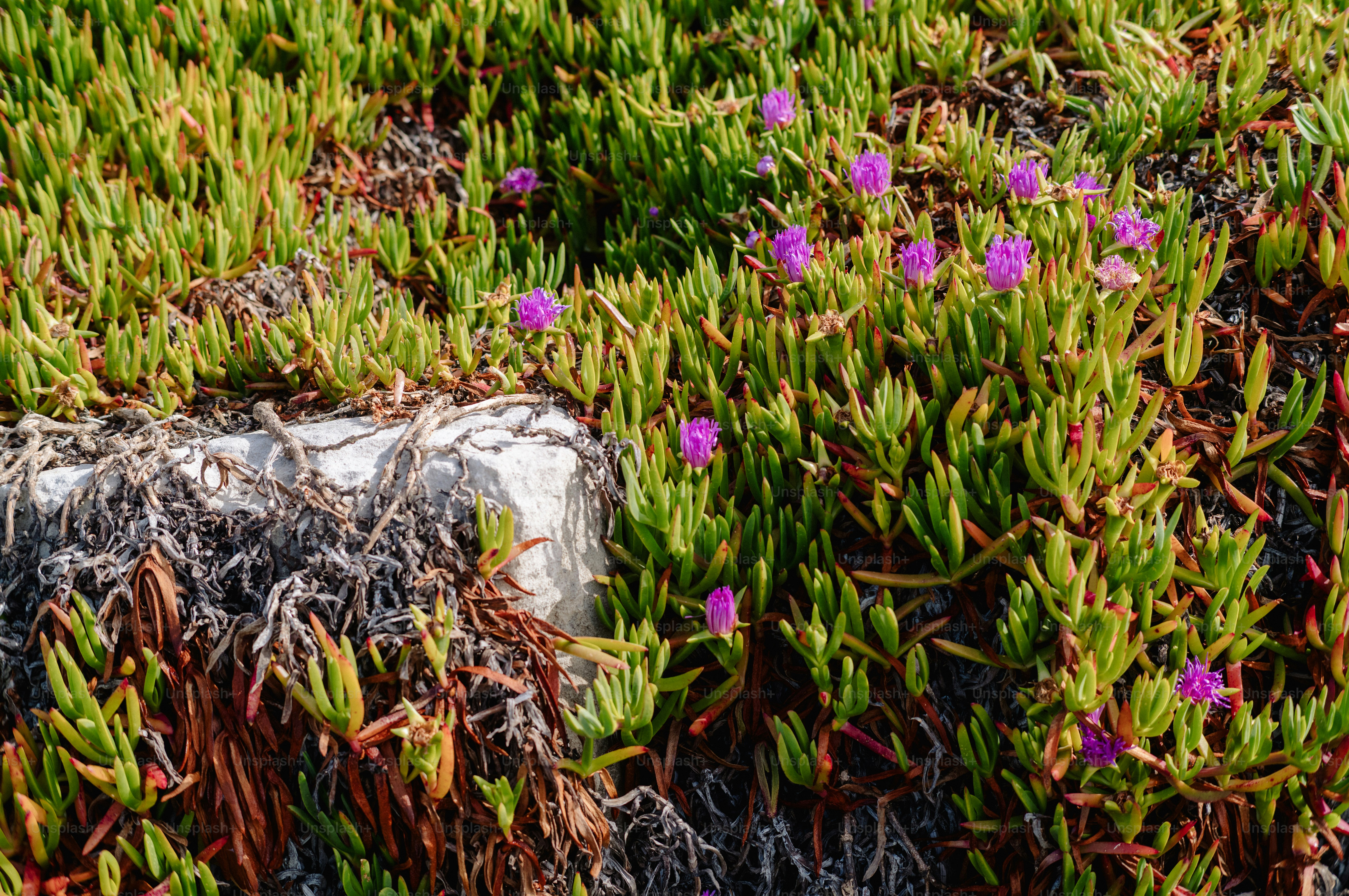 Vibrant purple flowers blooming among green succulent foliage.