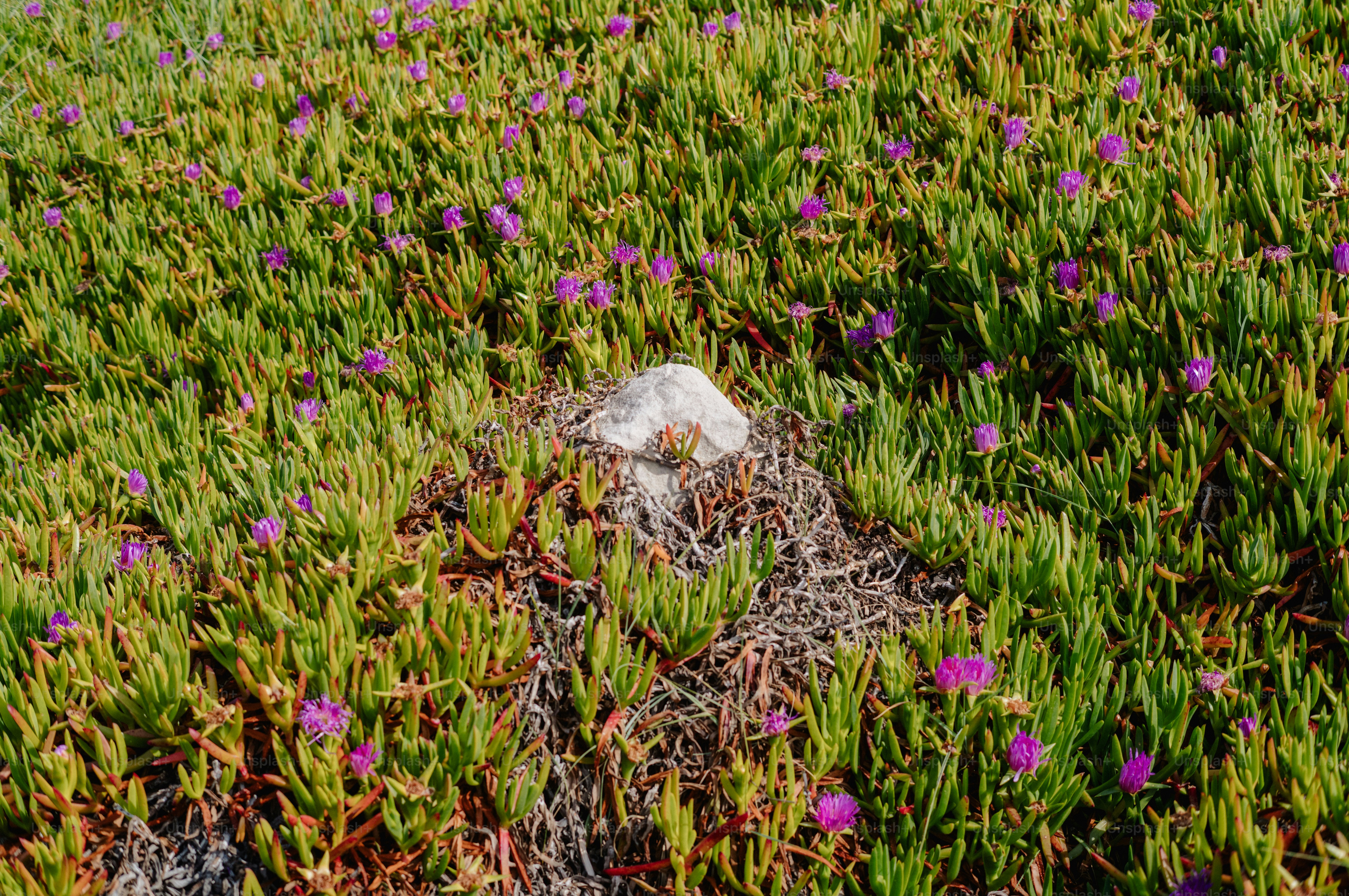 A field of small purple flowers and green succulents.
