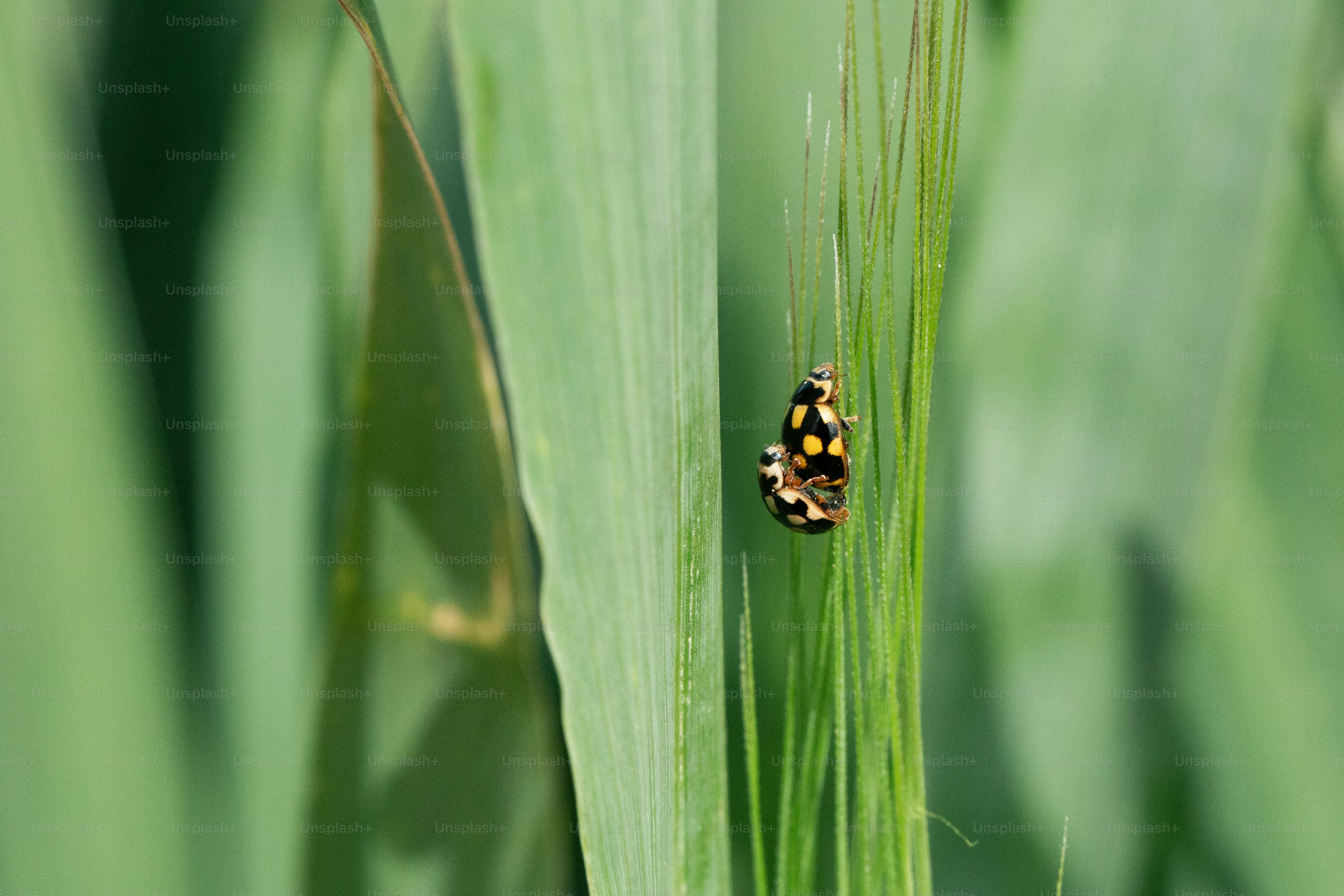 A small insect hangs from a blade of grass. photo – Green Image on Unsplash