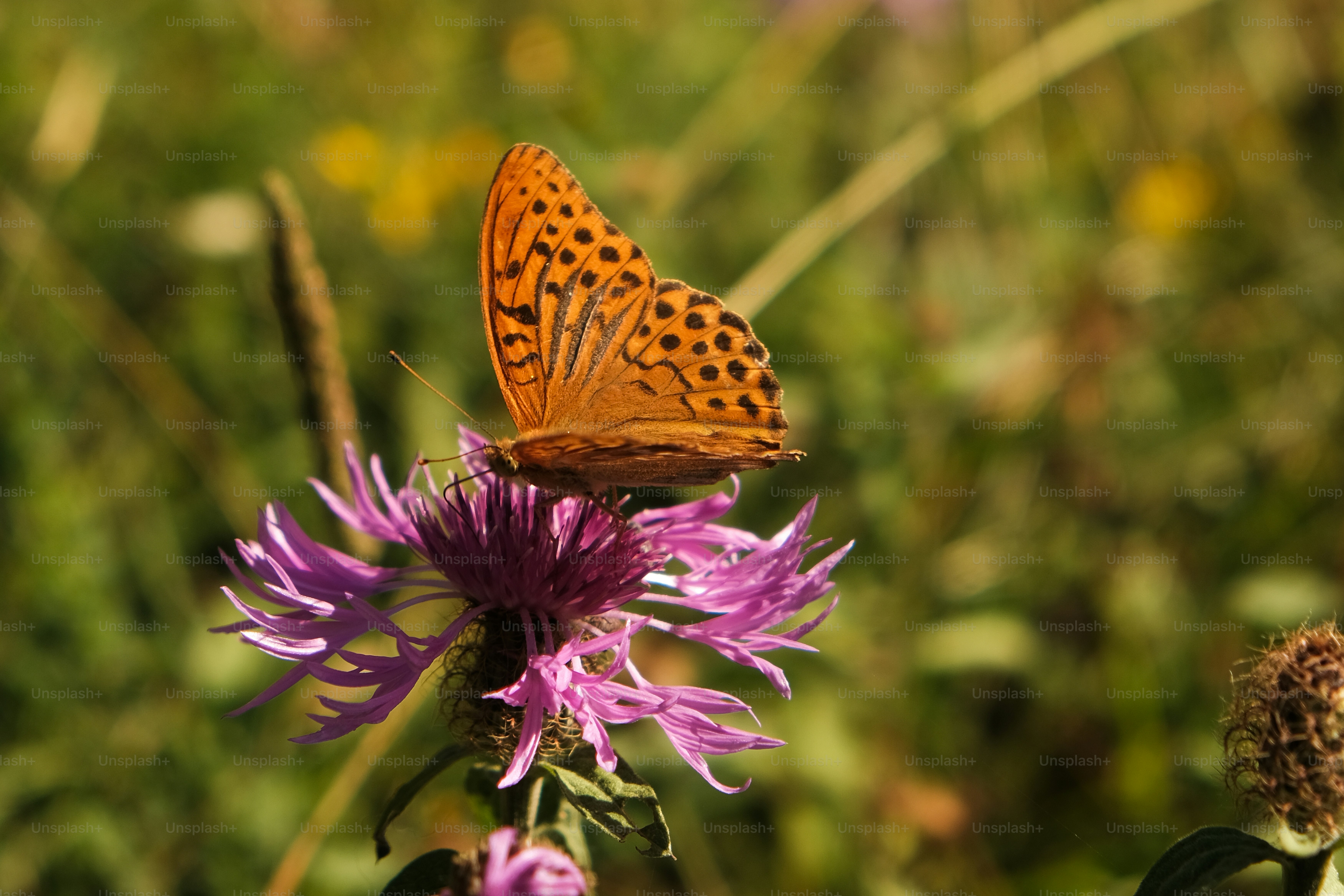 La farfalla arancione si posa su un fiore viola