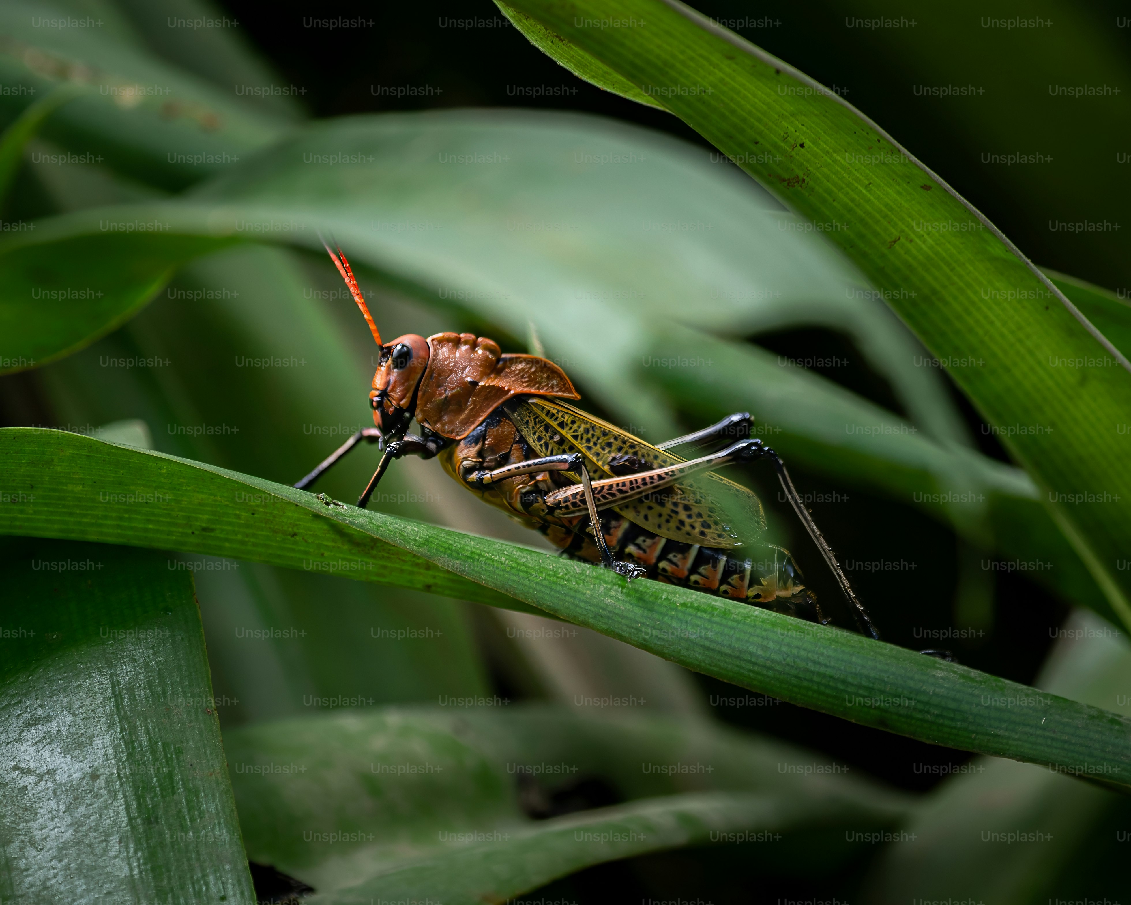 Um gafanhoto repousa sobre uma folha verde.