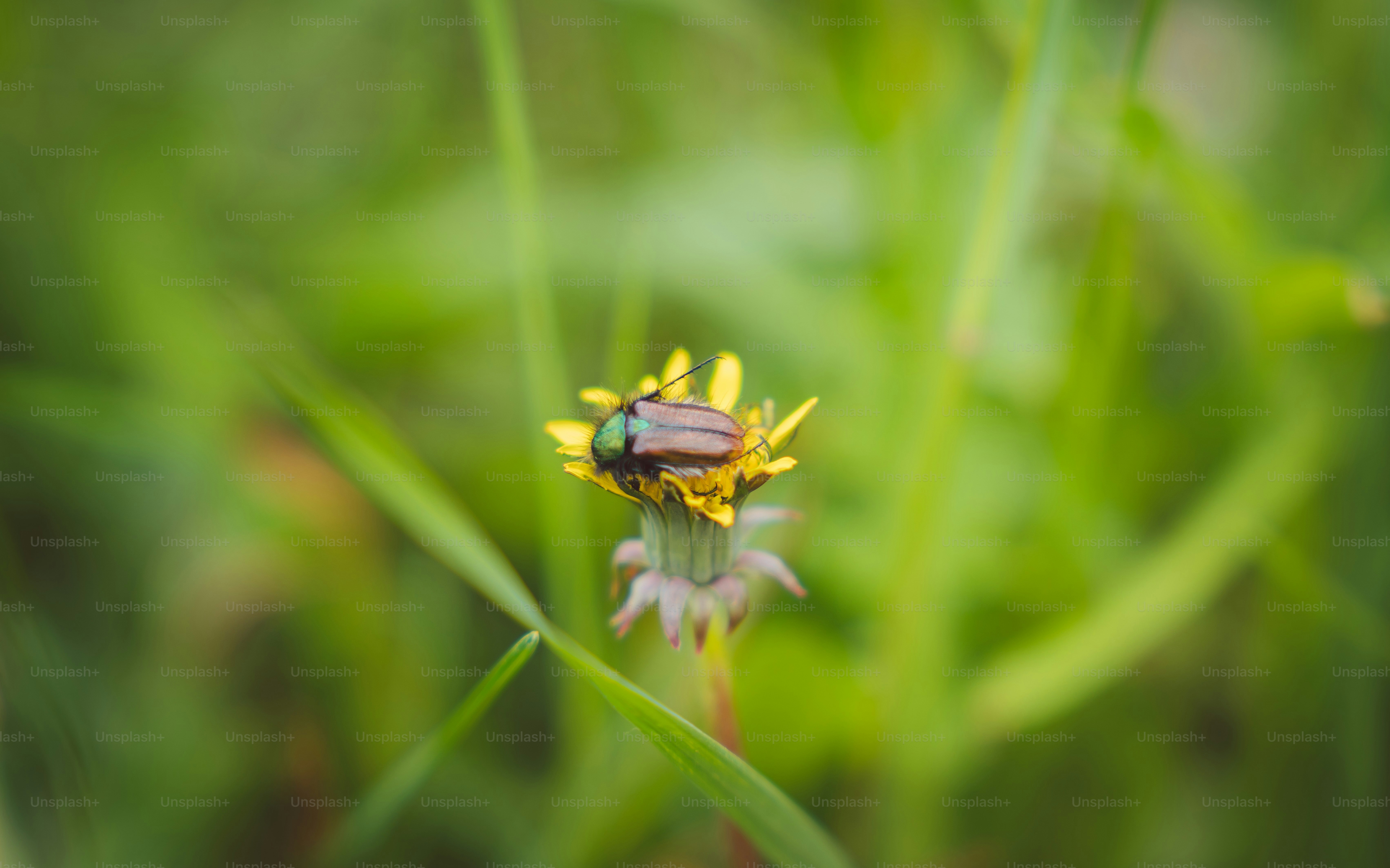 Kumbang pada dandelion kuning di rumput hijau.
