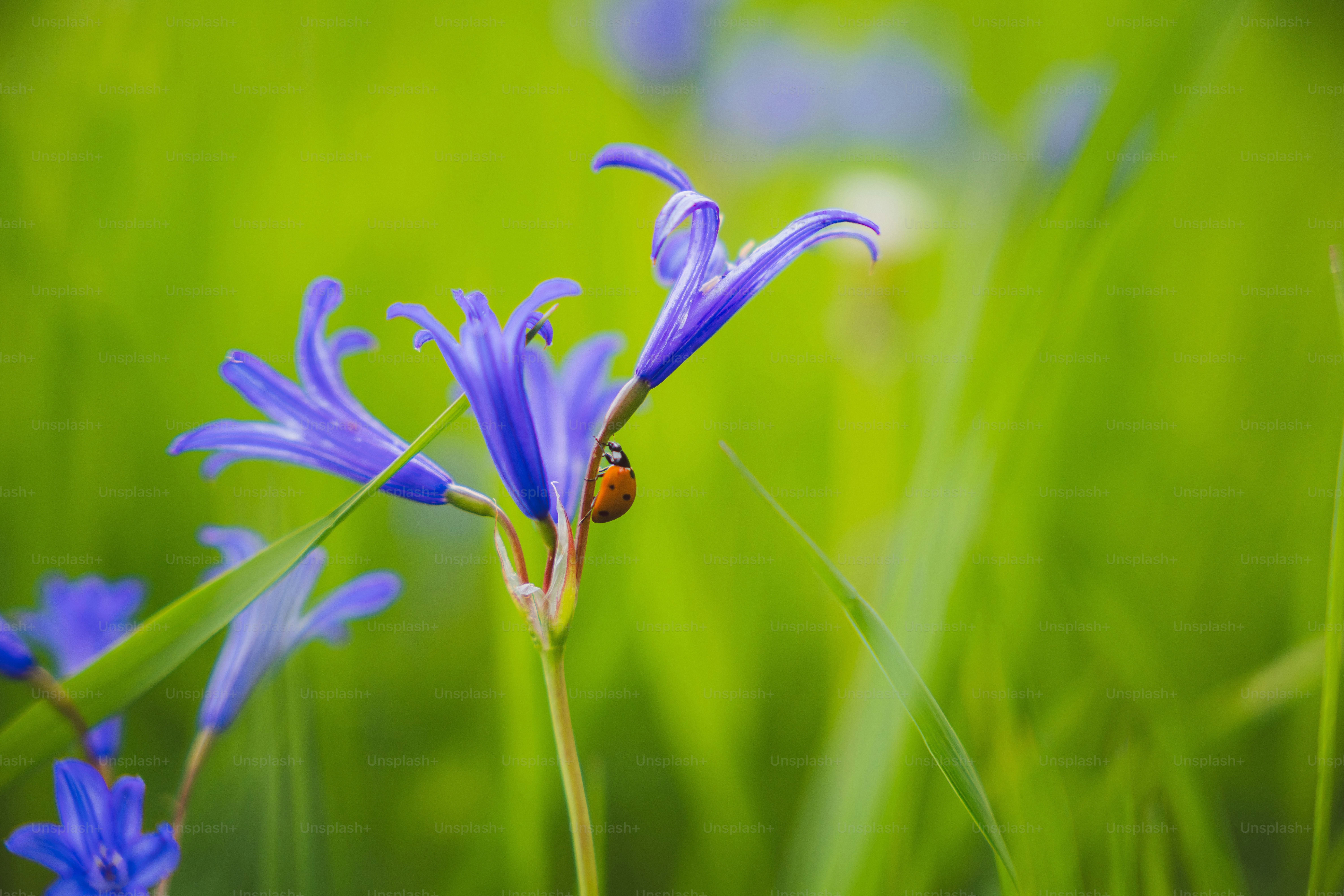 Seekor kepik bertumpu pada bunga biru di rumput hijau.