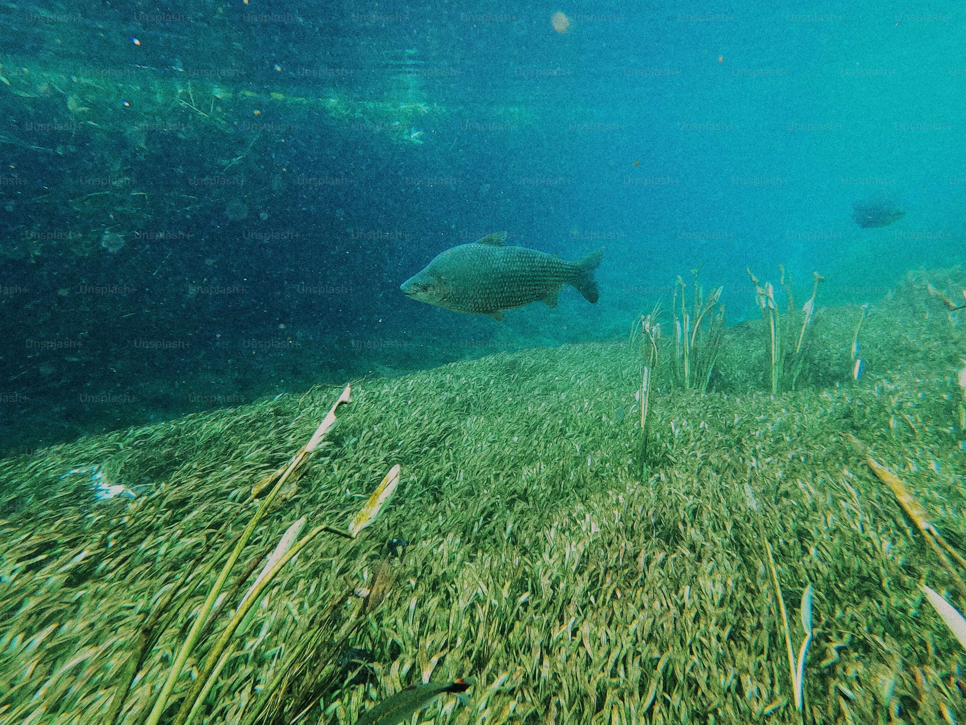 Seekor ikan berenang di atas tanaman air hijau di bawah air.