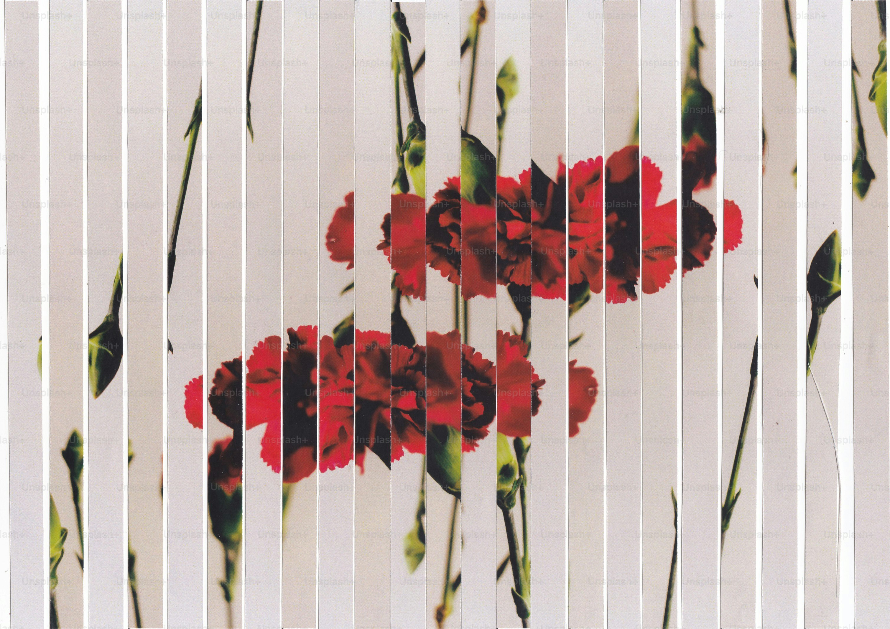 Fragmented red carnations with green stems on a white background.
