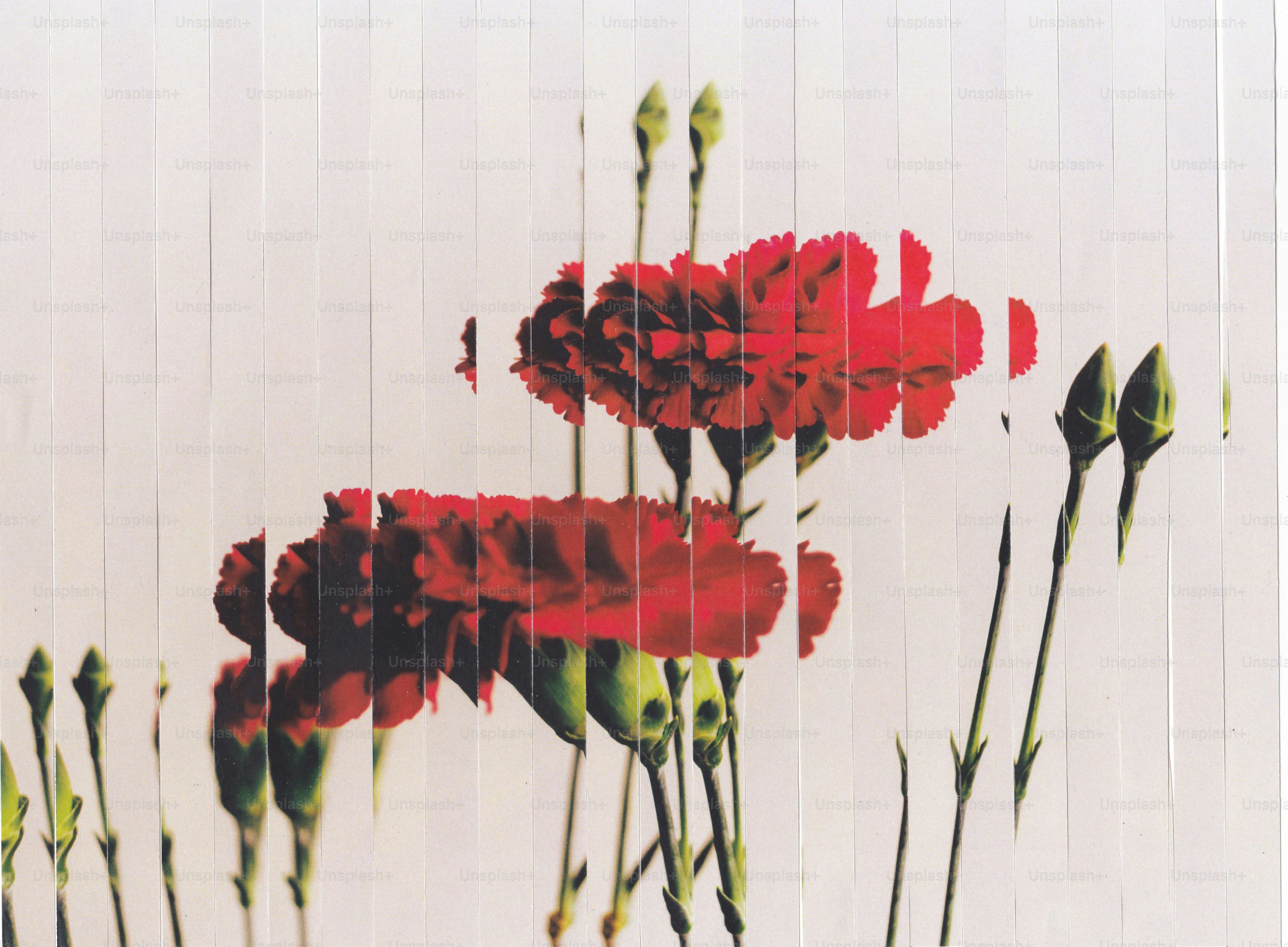 Sliced red carnations and buds on a light background.
