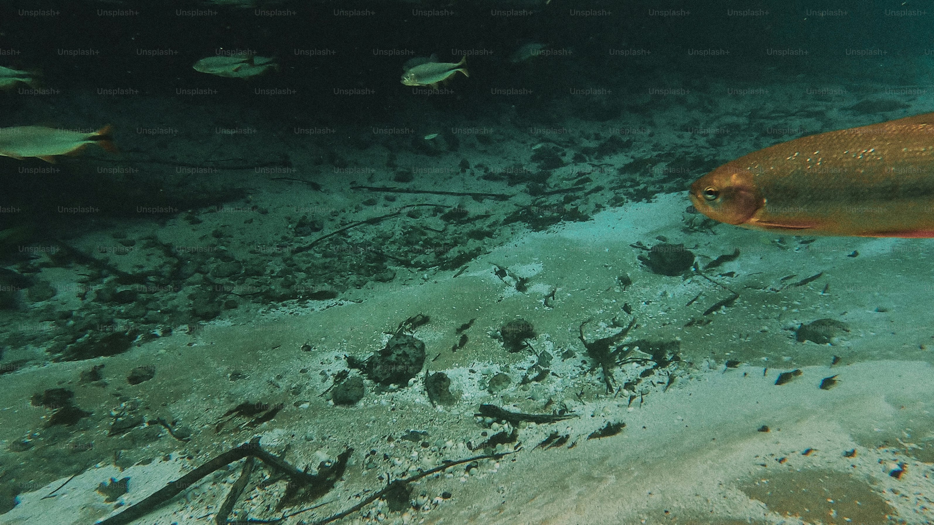 Seekor ikan oranye berenang di atas dasar laut berpasir.