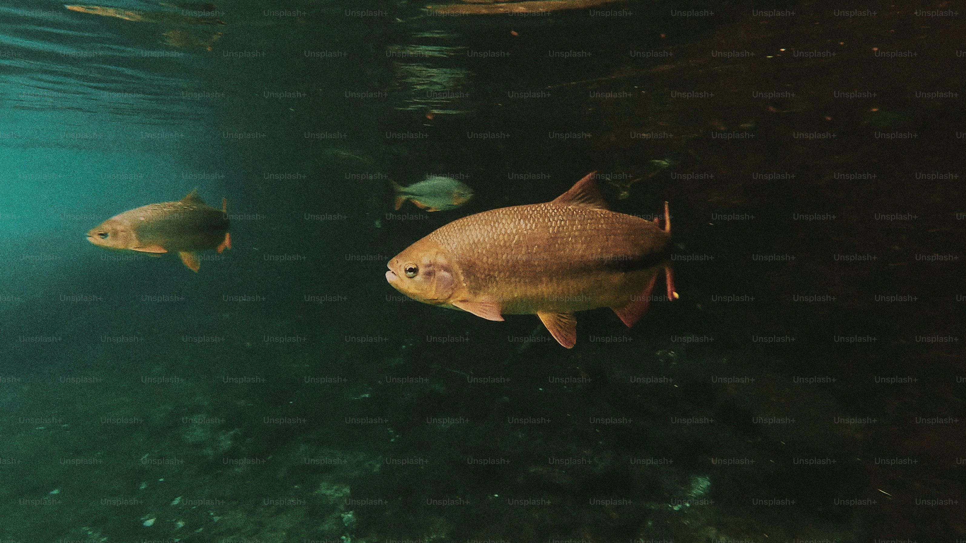 Dua ikan berenang di lingkungan bawah laut biru jernih.