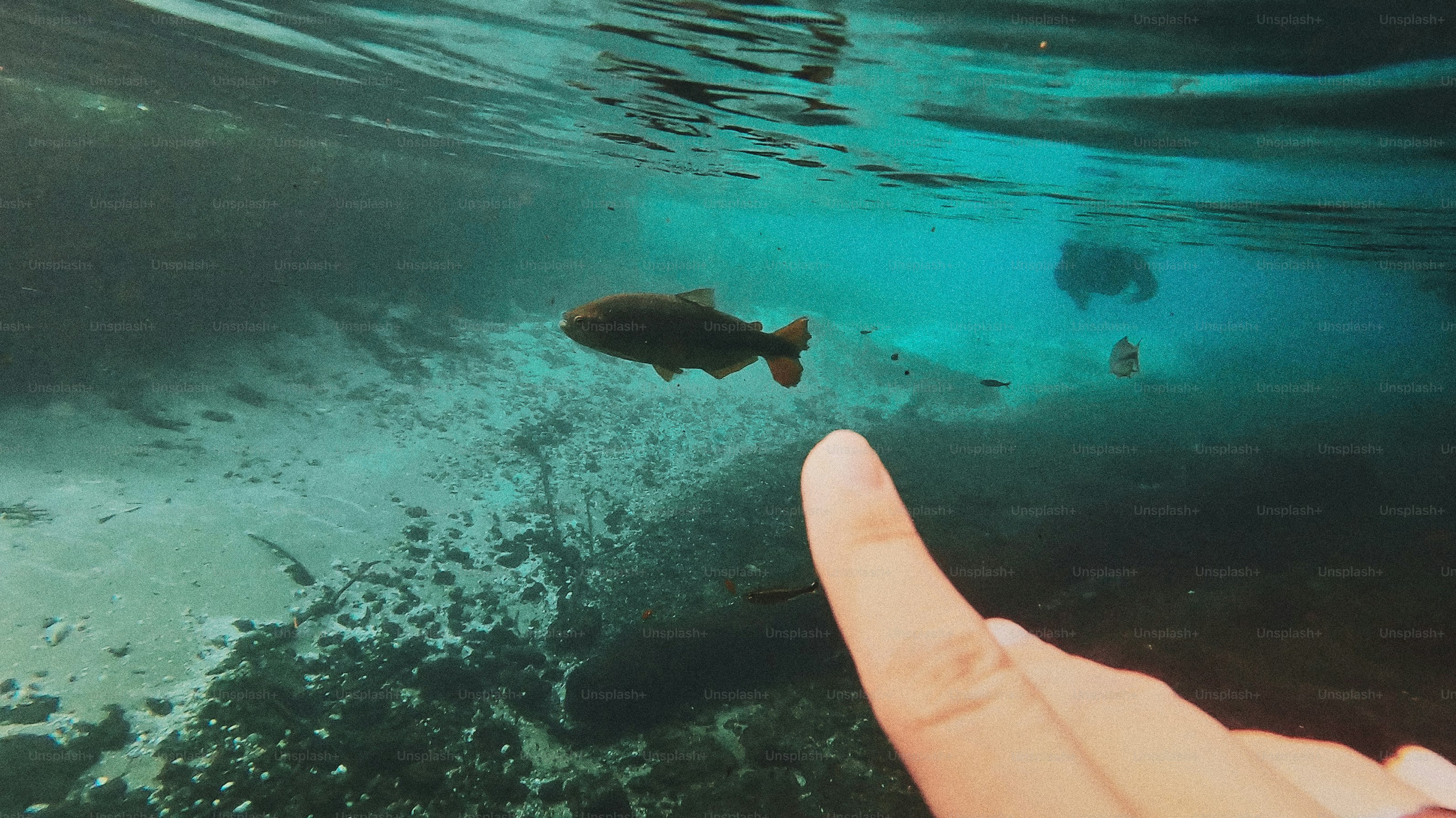 Jari menunjuk ikan yang berenang di bawah air.