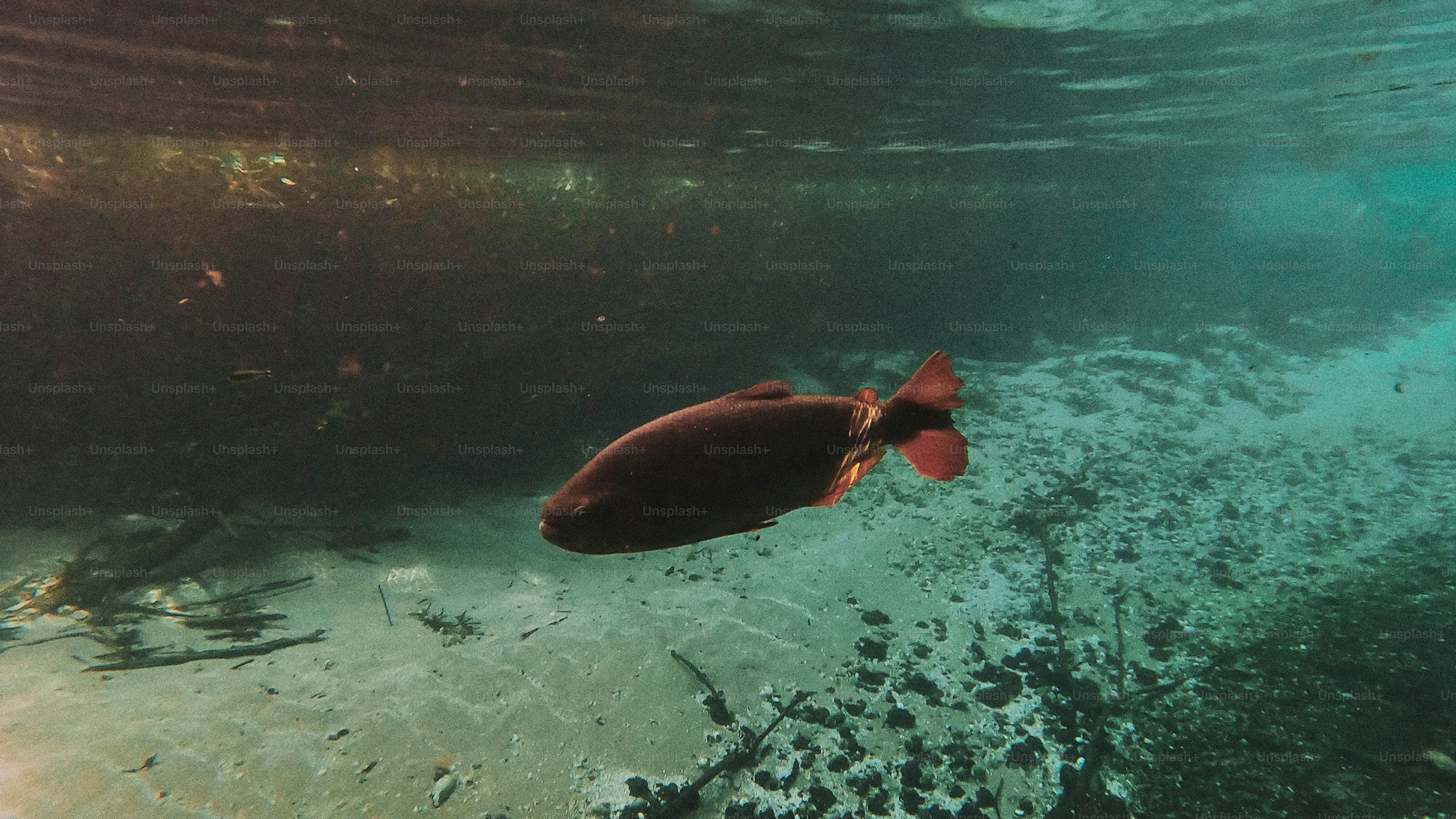 Seekor ikan gelap berenang di bawah air di dekat dasar berpasir.