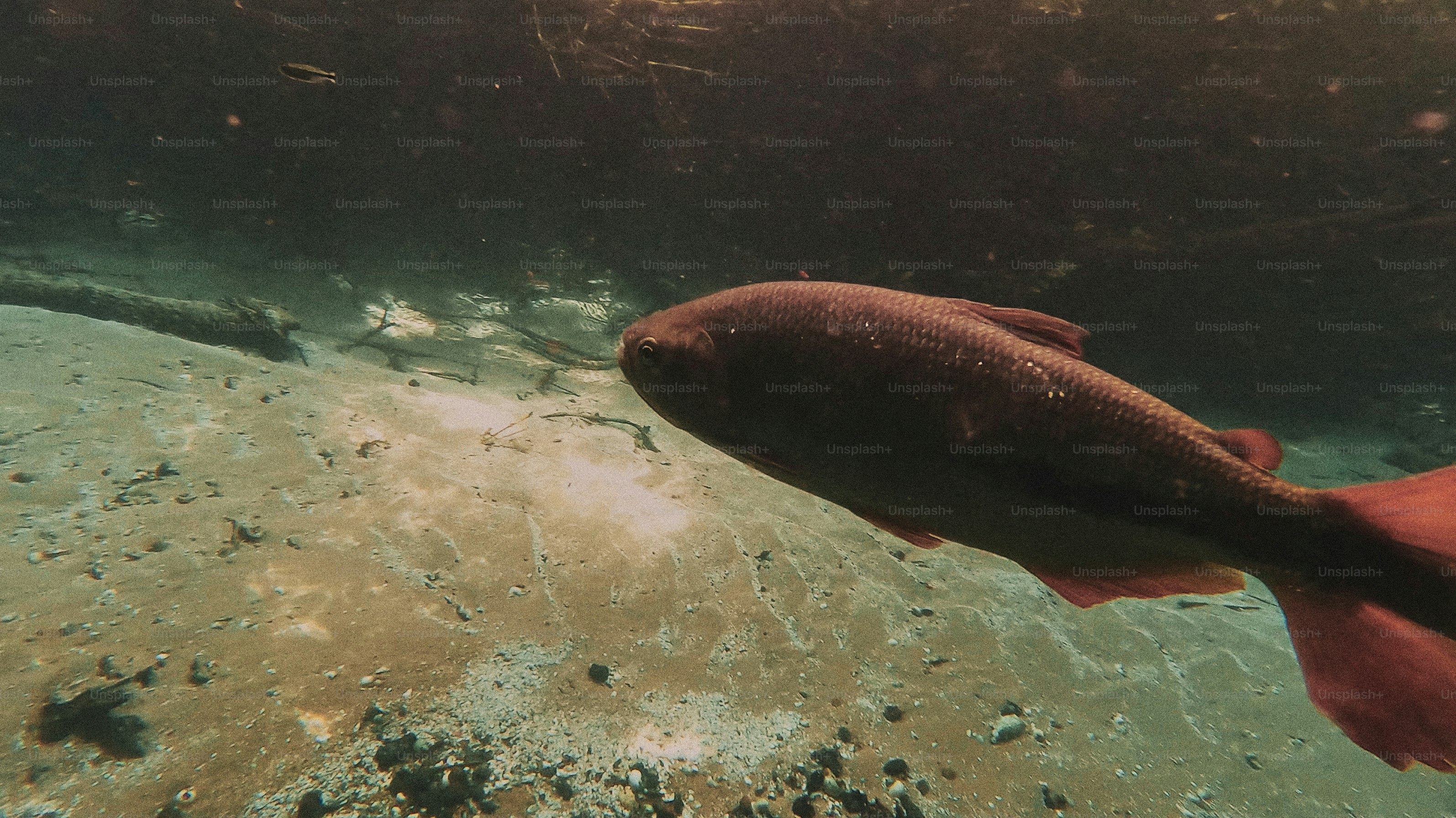 Seekor ikan berenang di air jernih di atas dasar berpasir.