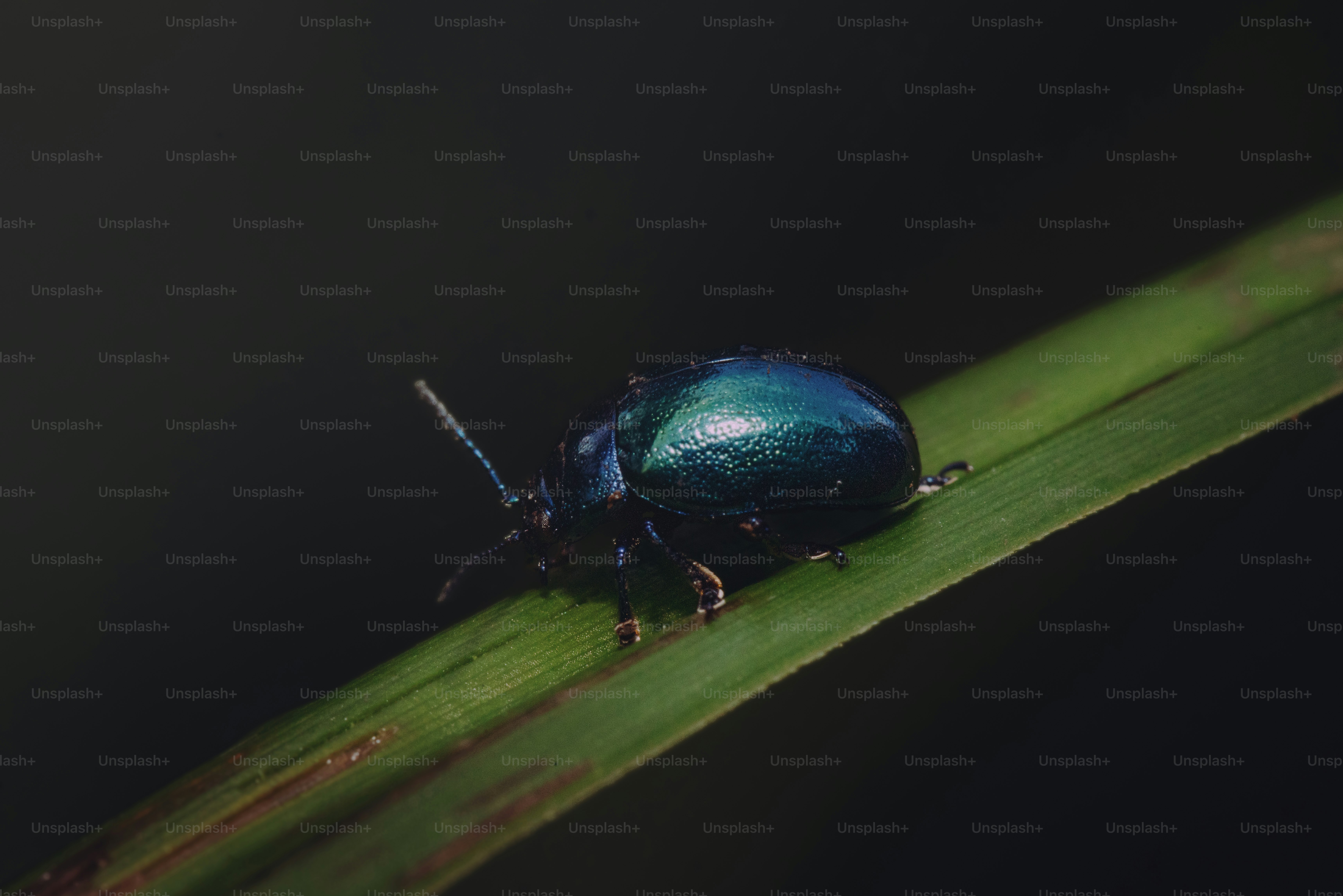 A metallic blue-green beetle rests on a green leaf.