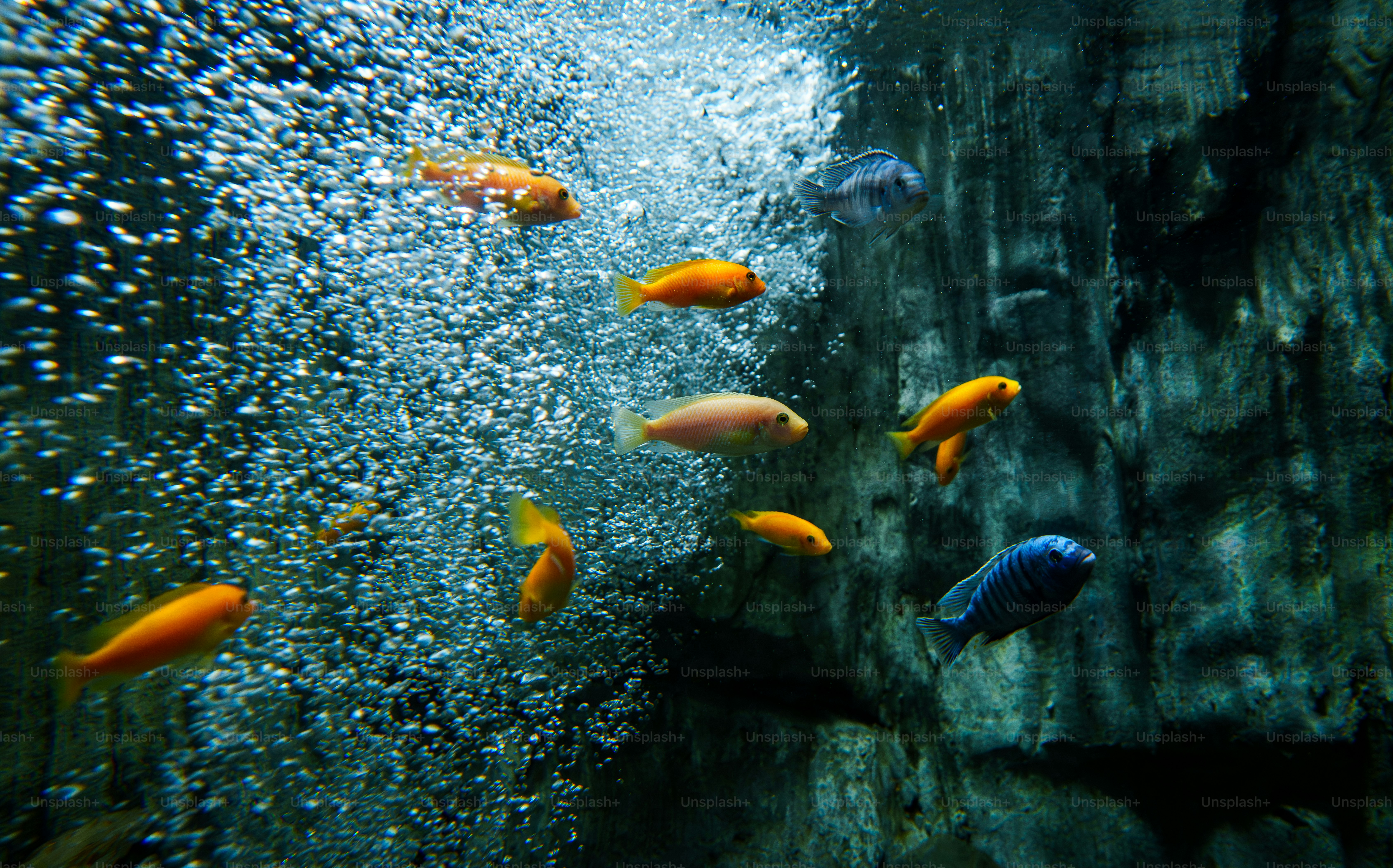 Ikan berwarna-warni berenang di antara gelembung di akuarium.