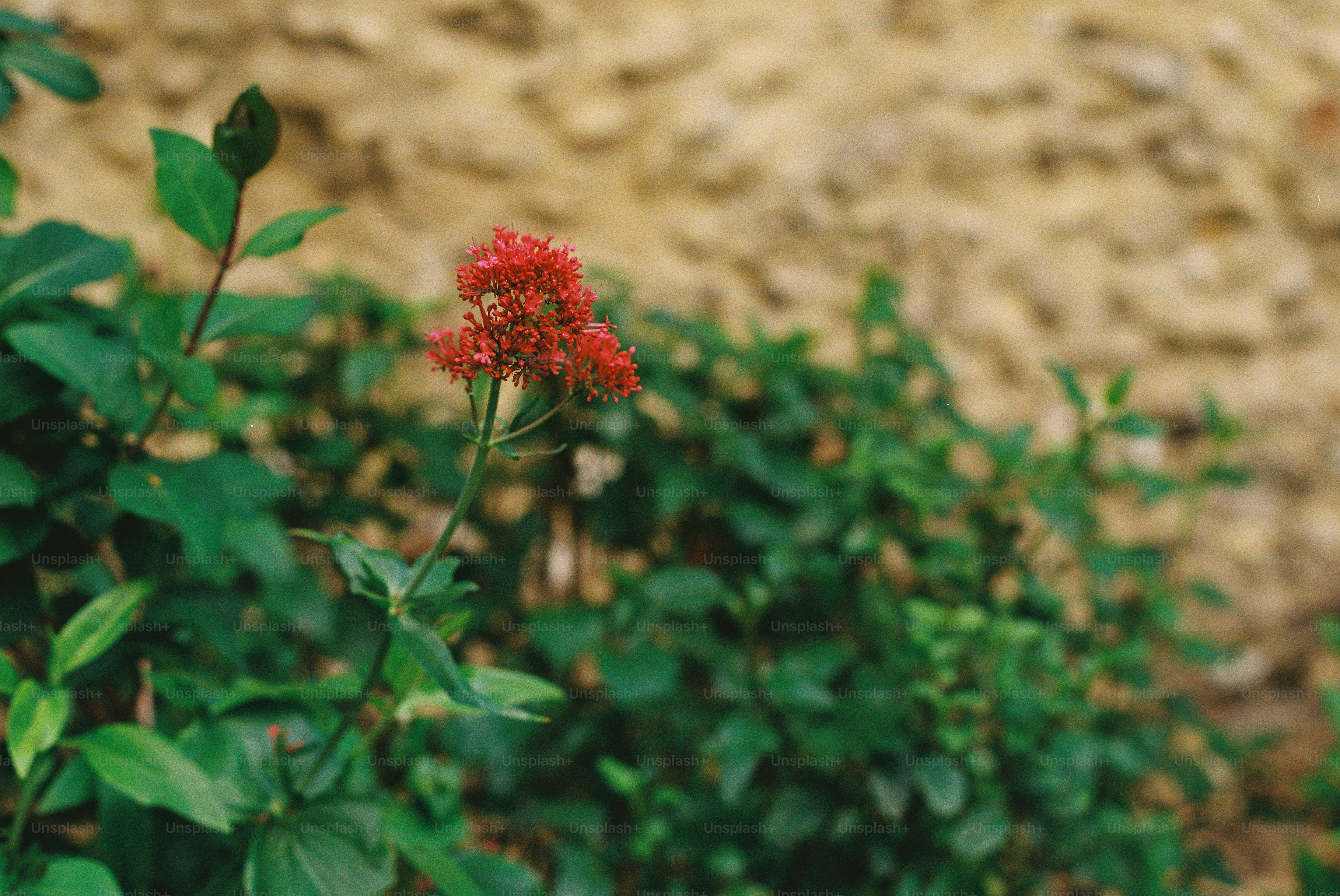 Eine rote Blume mit grünen Blättern an einer verschwommenen Wand