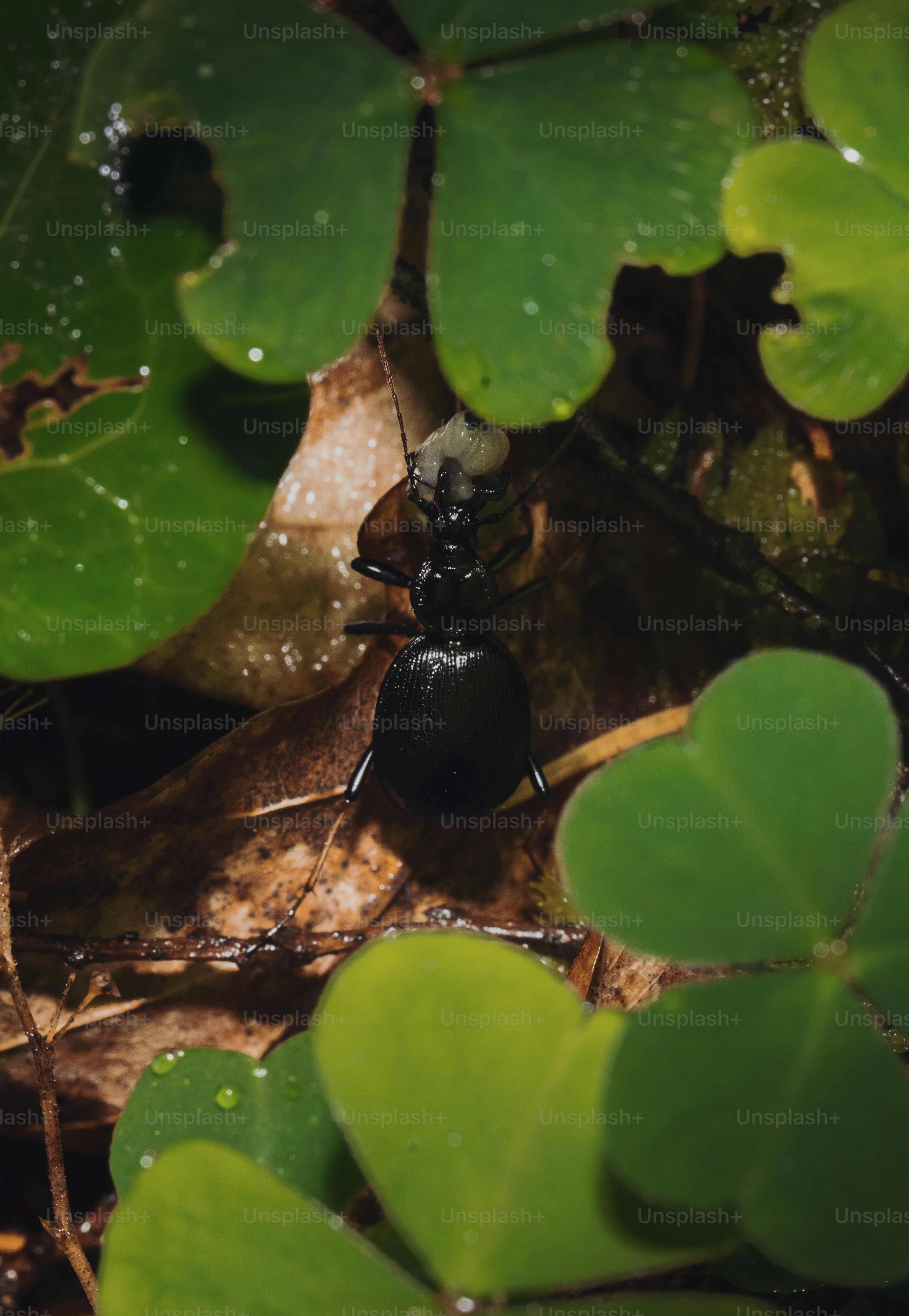 A black ant carrying prey among green clover leaves.