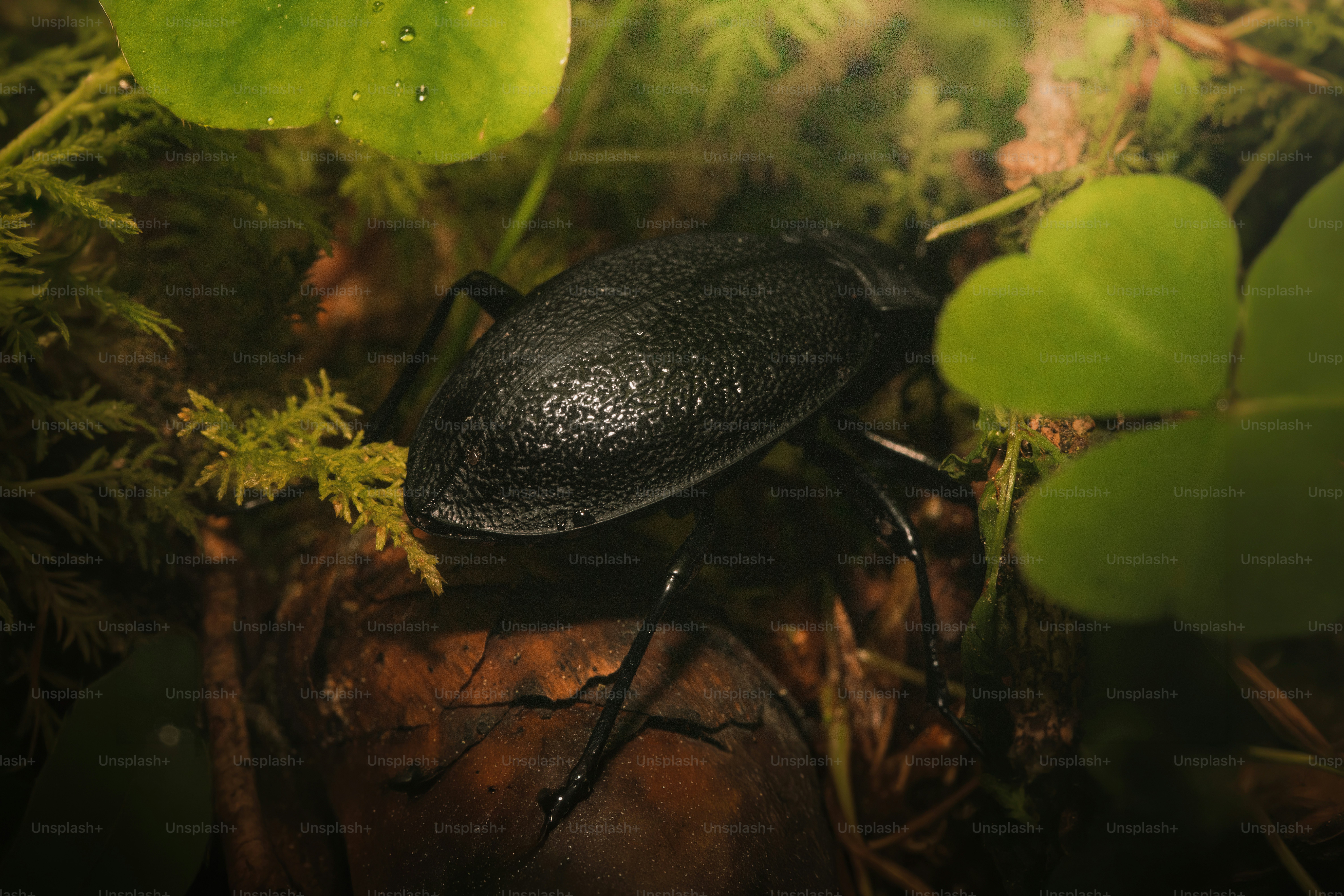 A black beetle rests on moss and green clover leaves.