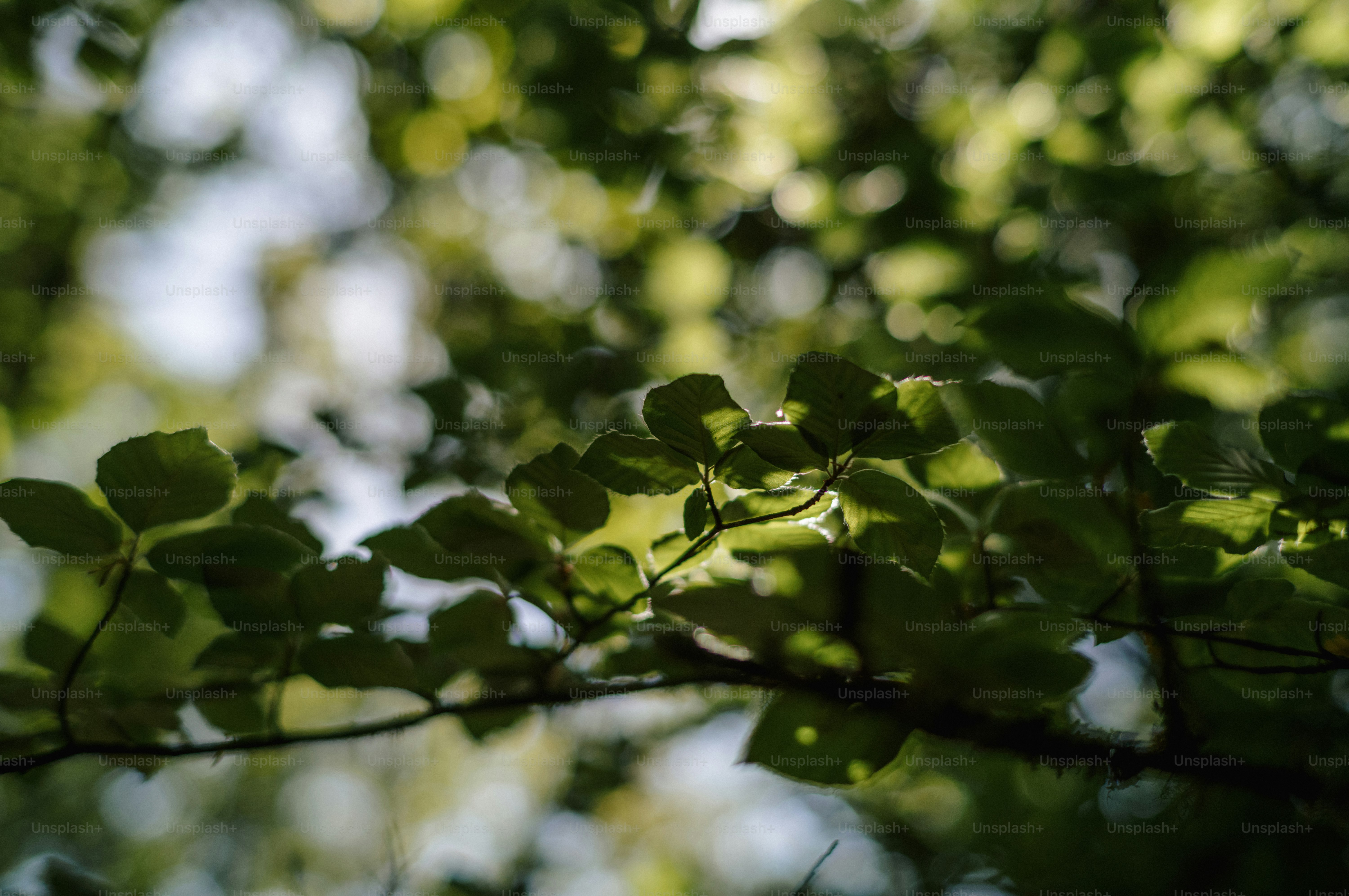 Folhas verdes iluminadas pela luz do sol