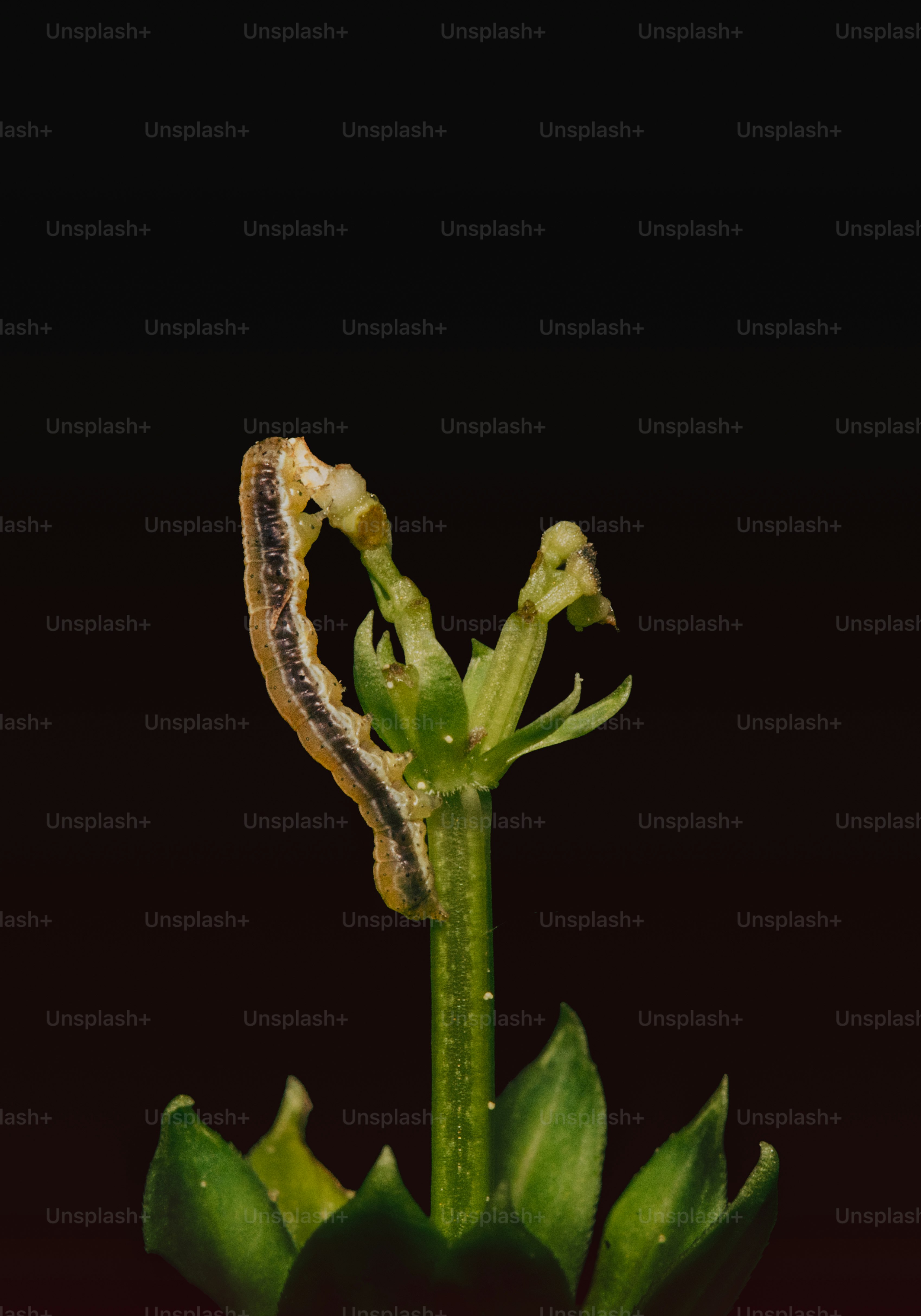 Caterpillar on green plant against dark background.