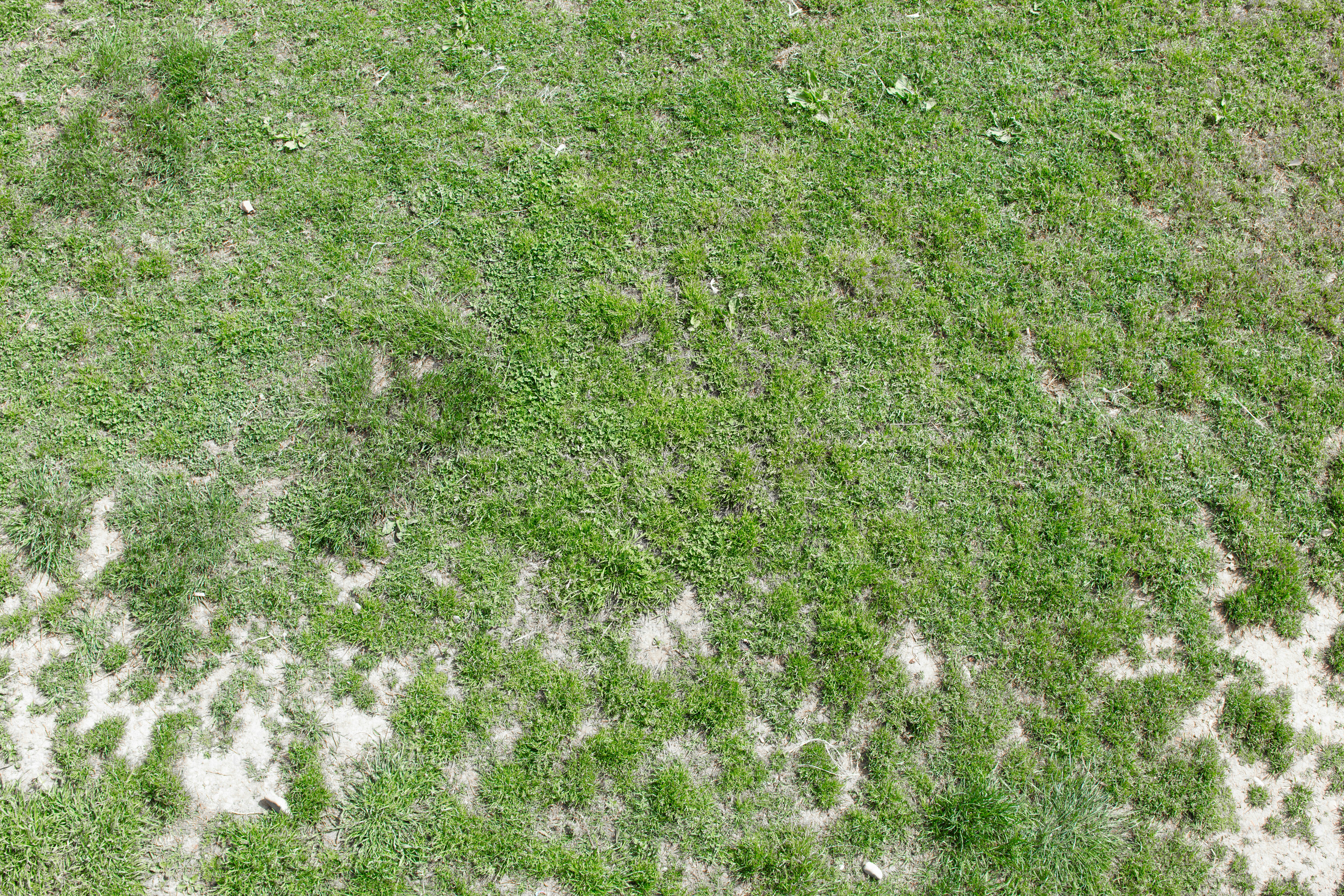 Green grass with patches of bare dirt.
