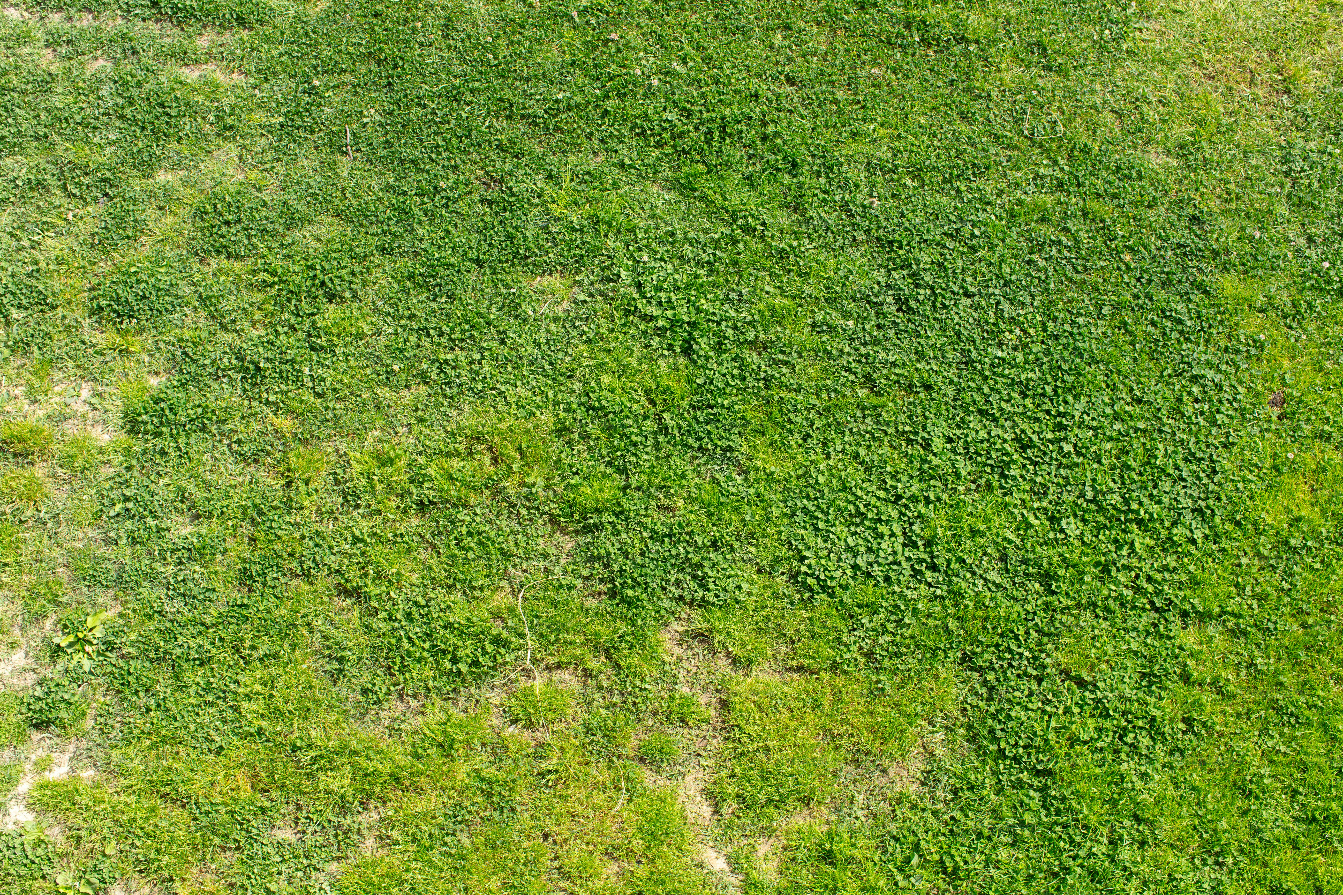 Lush green grass field with natural variations. photo – Wallpaper Image ...