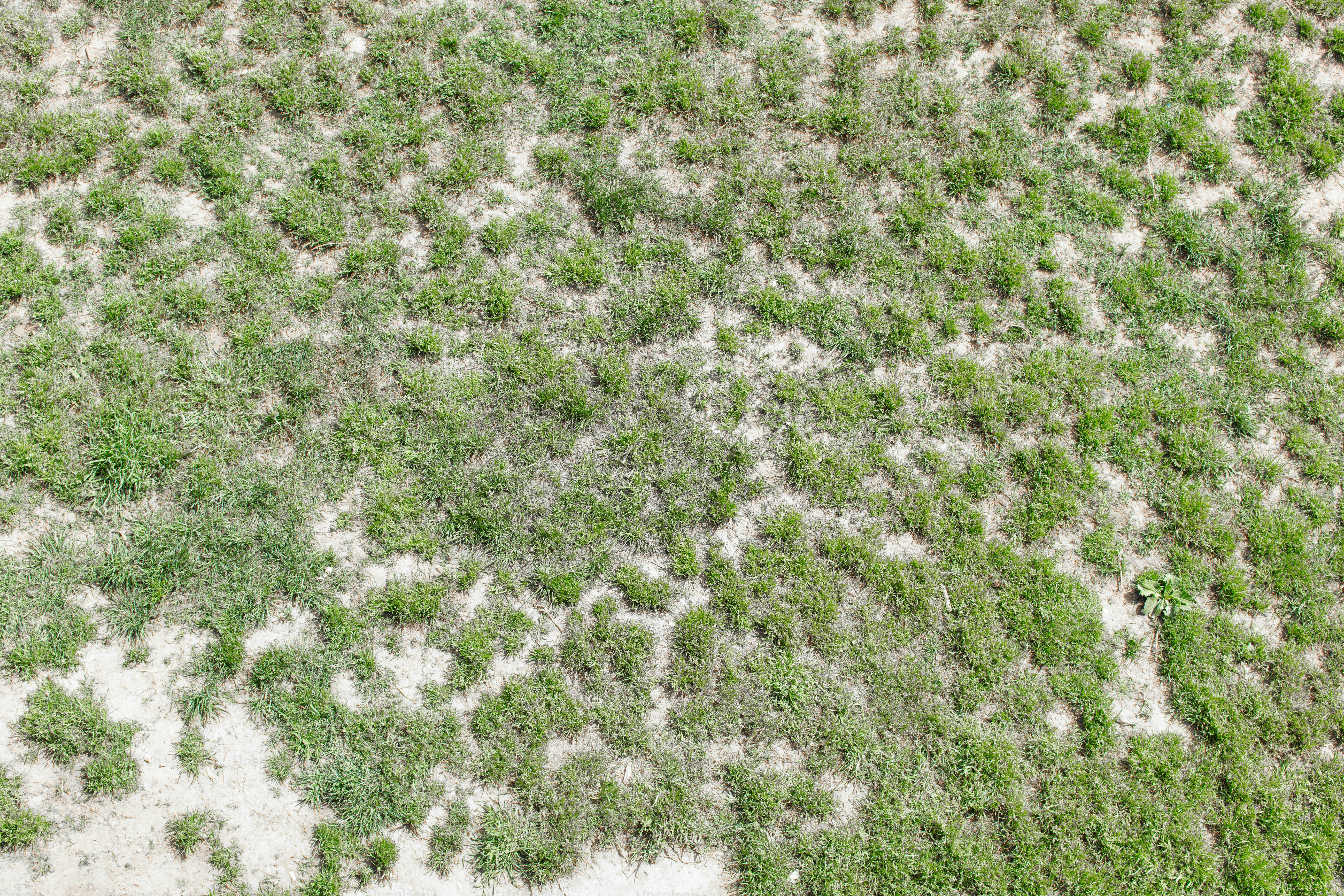 Patches of green grass grow on dry, light-colored ground