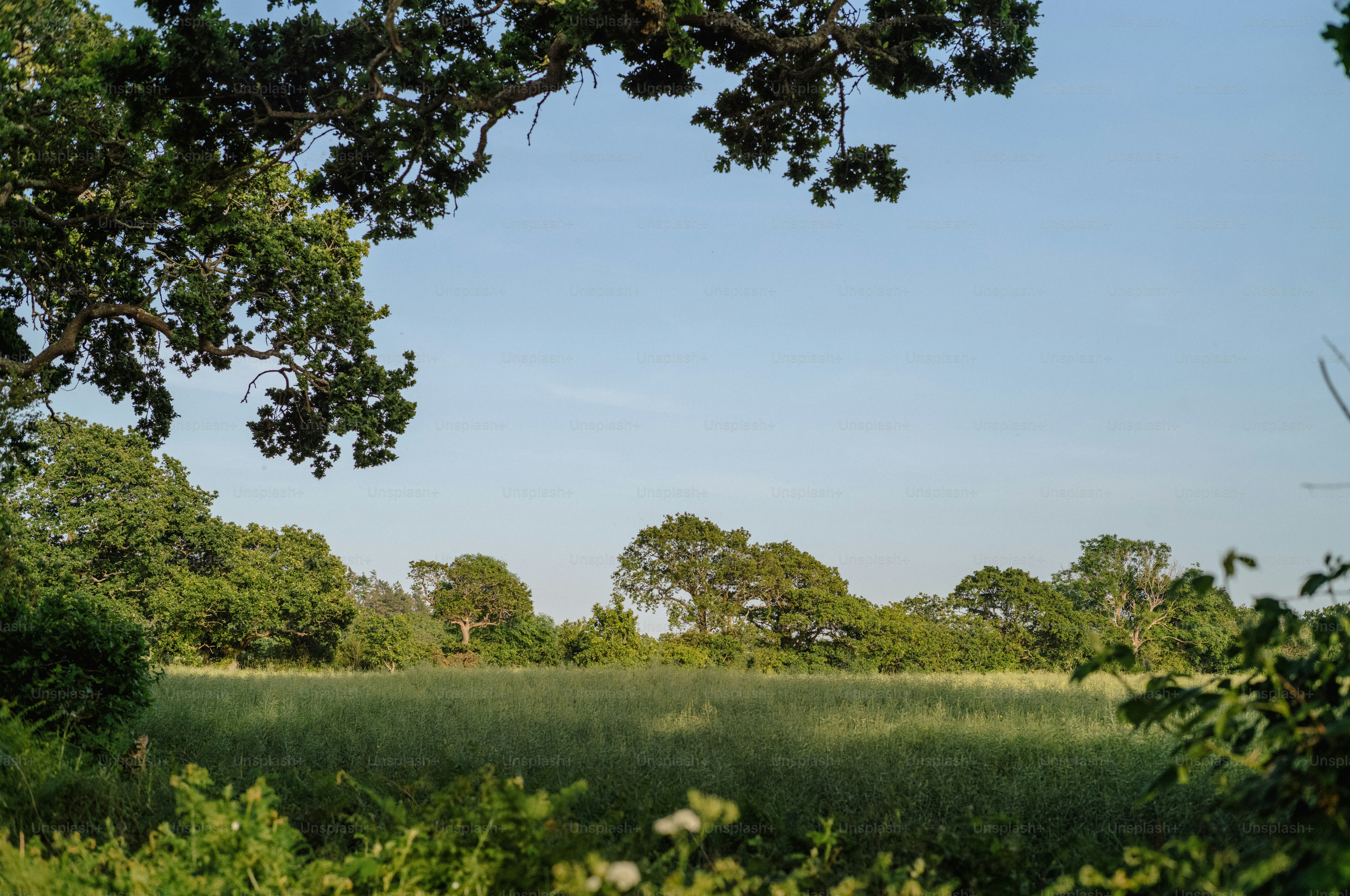 Green field framed by trees under a clear blue sky