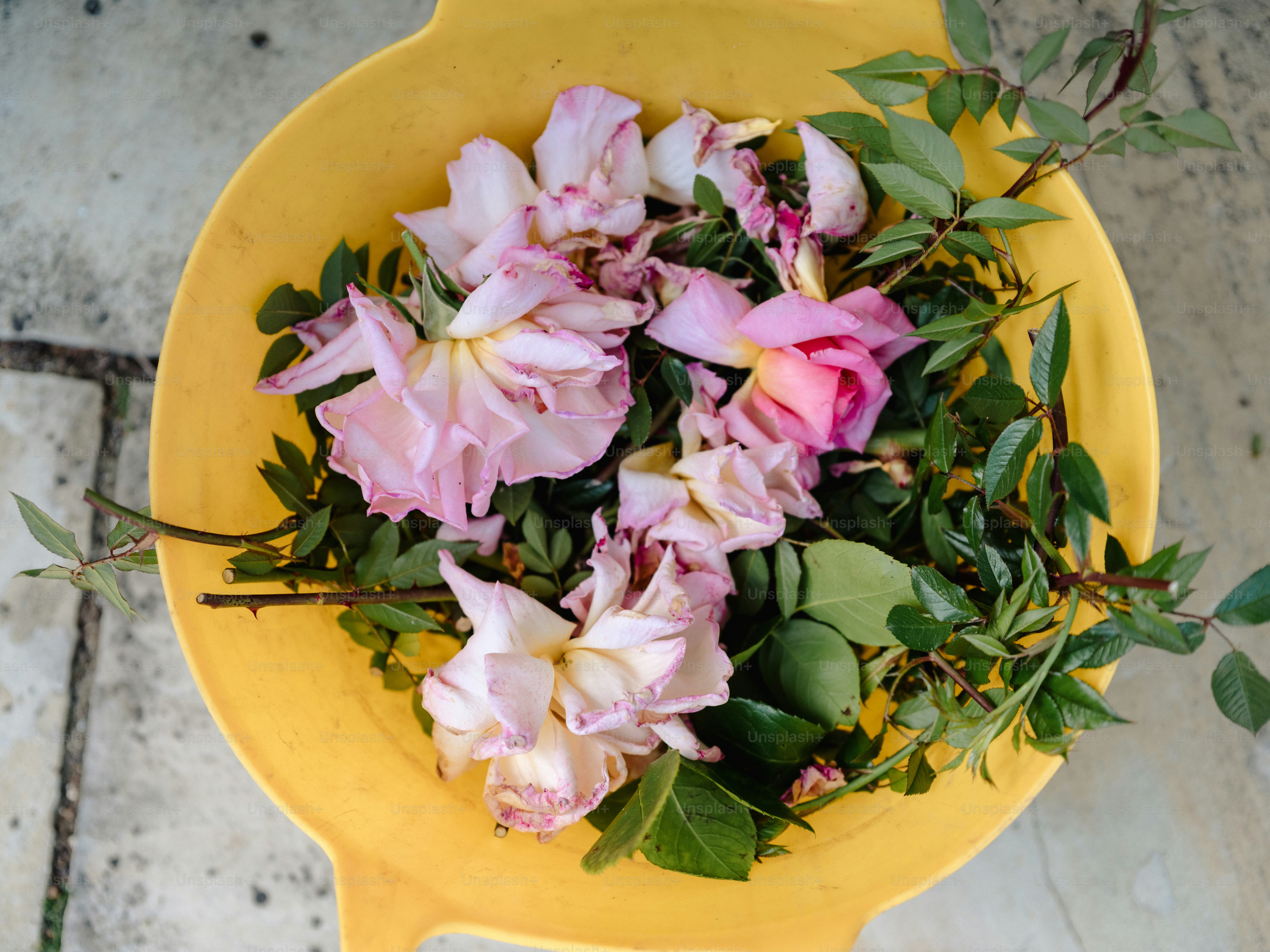 Verwelkte rosa Rosen und grüne Blätter in einer gelben Schale