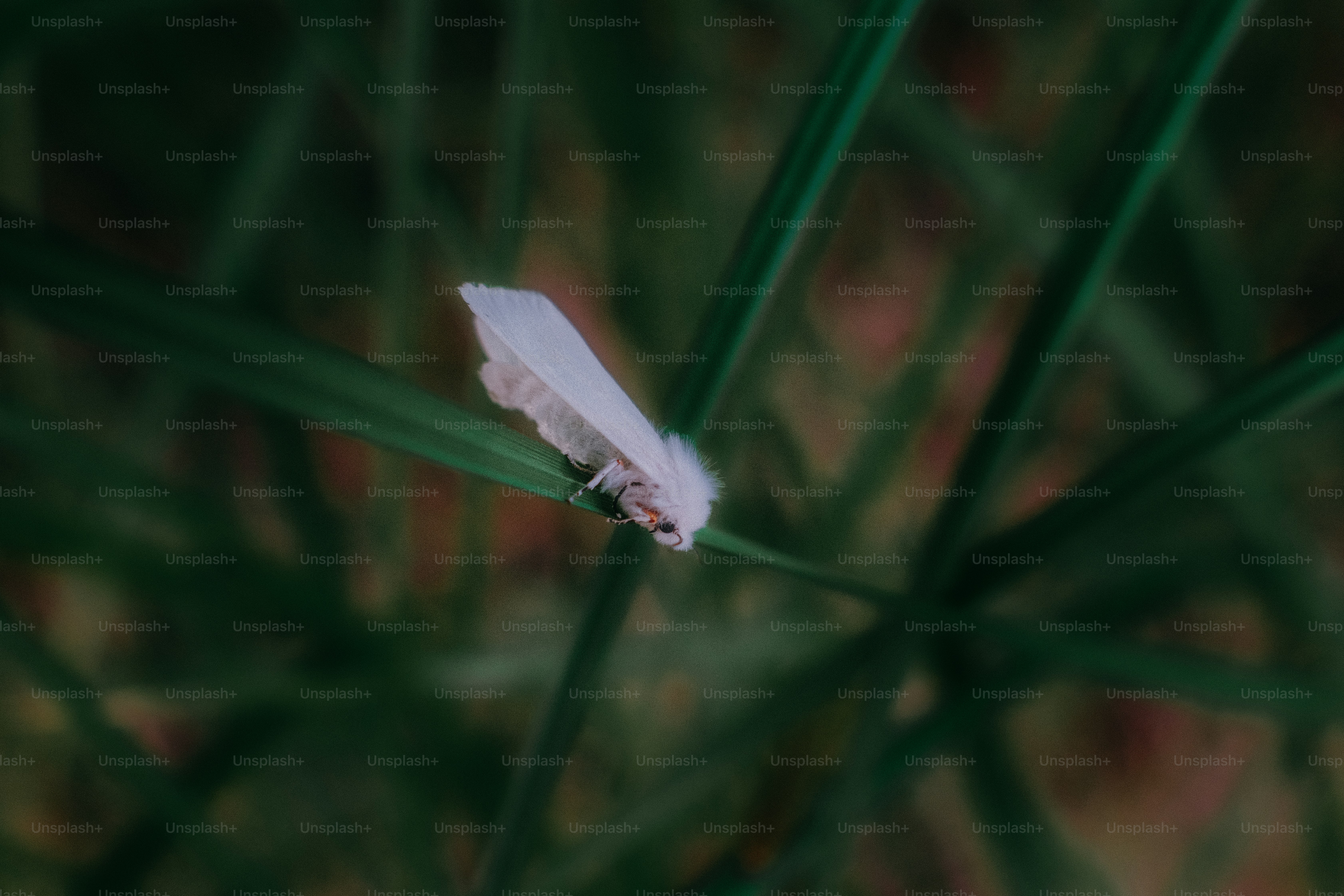 小さな白い昆虫が緑の草の葉の上に休んでいます。