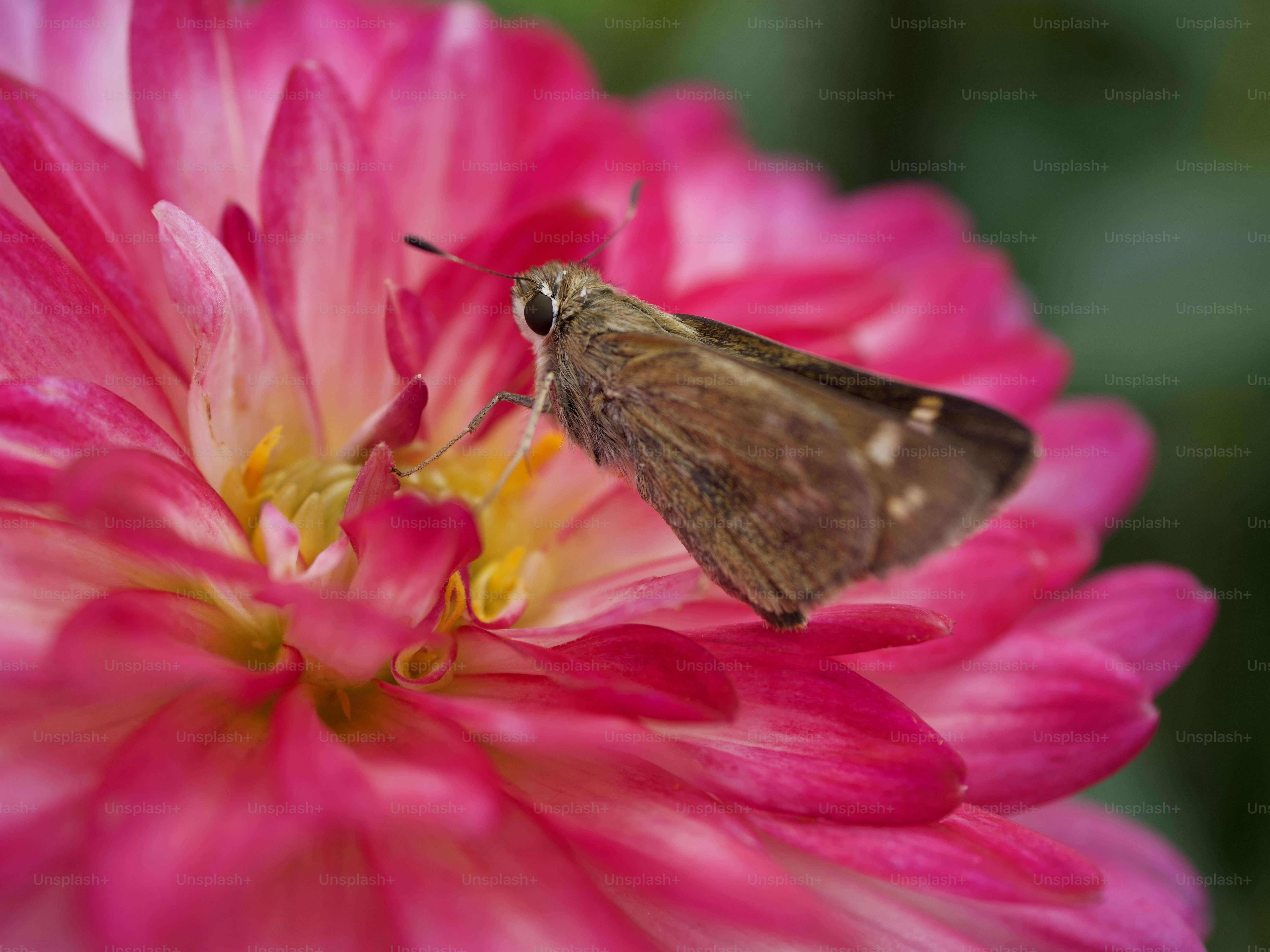 Polilla marrón sobre una vibrante flor de dalia rosa