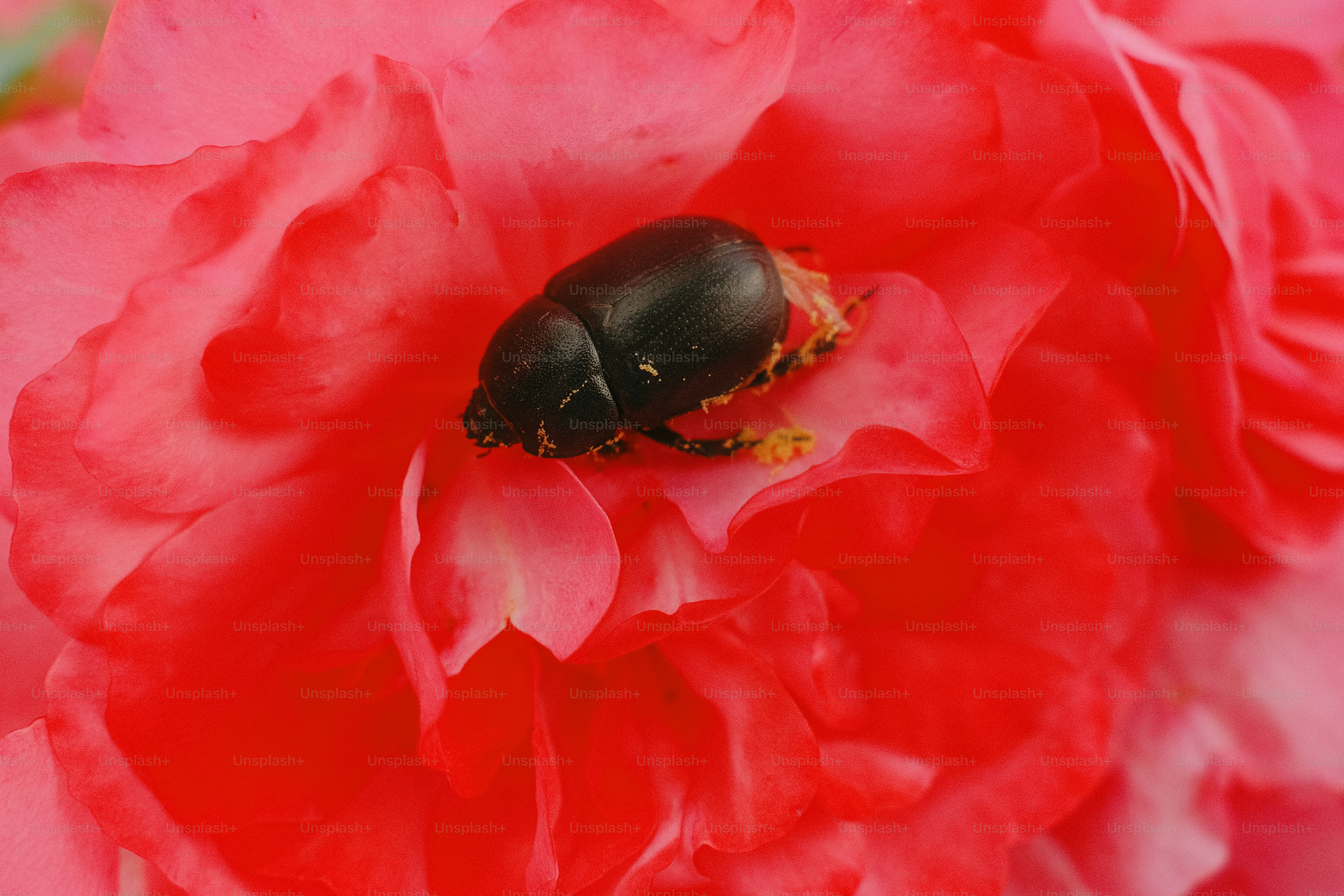 黒い甲虫が鮮やかなピンクの花の上に休んでいます。