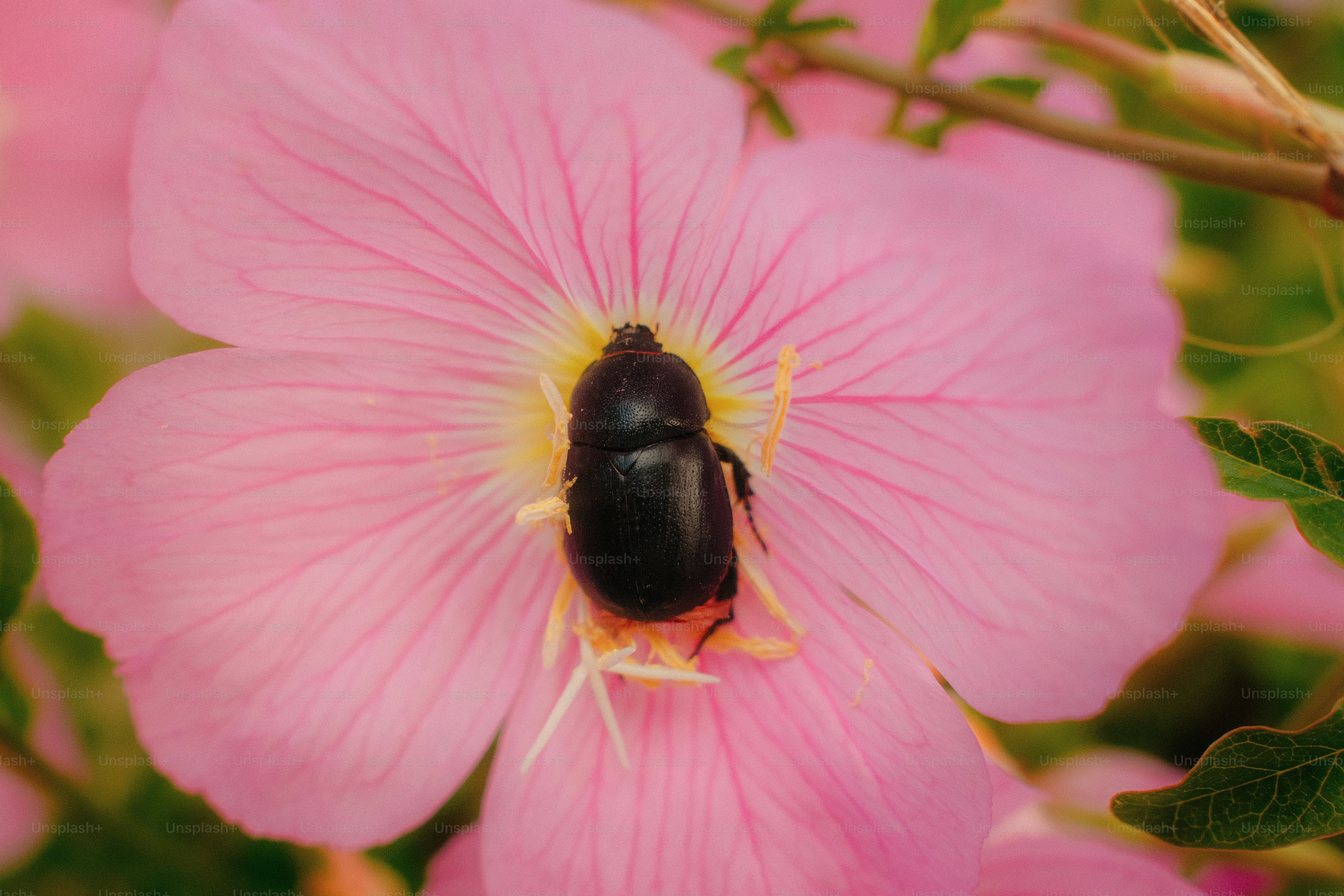 鮮やかなピンクの花の中に休む黒い甲虫。