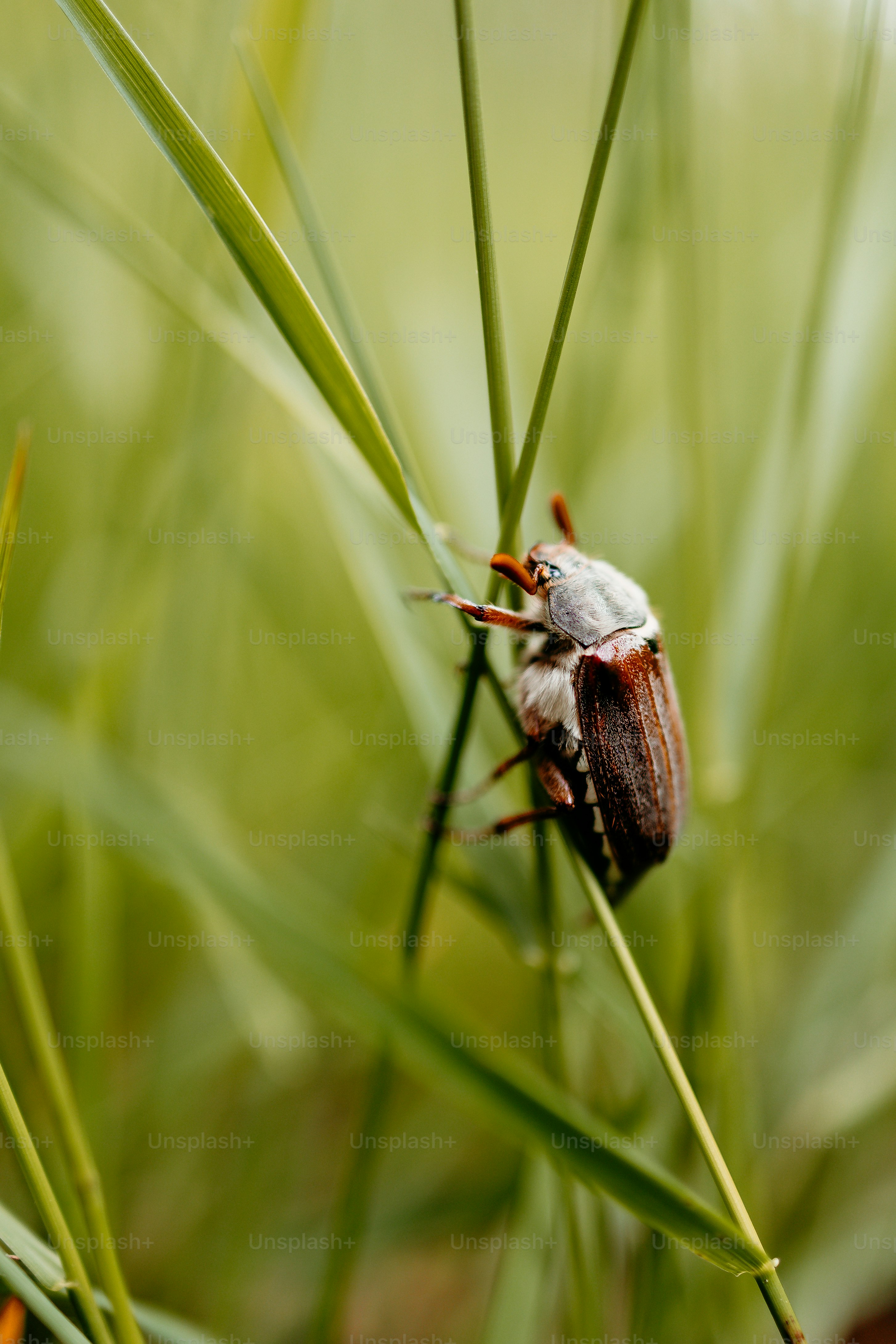 A brown beetle crawling on a blade of green grass