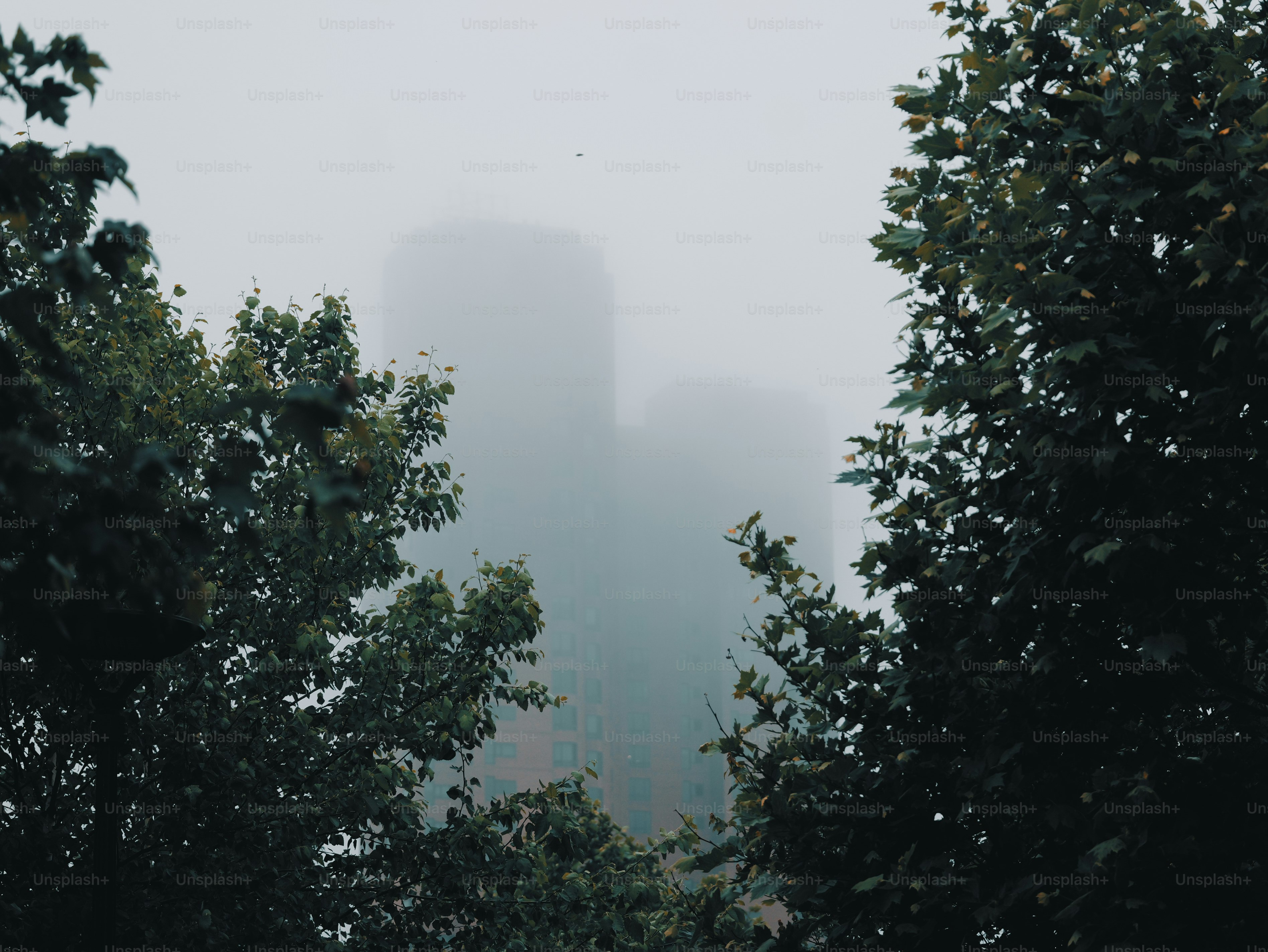 Foggy buildings seen through dark green trees.