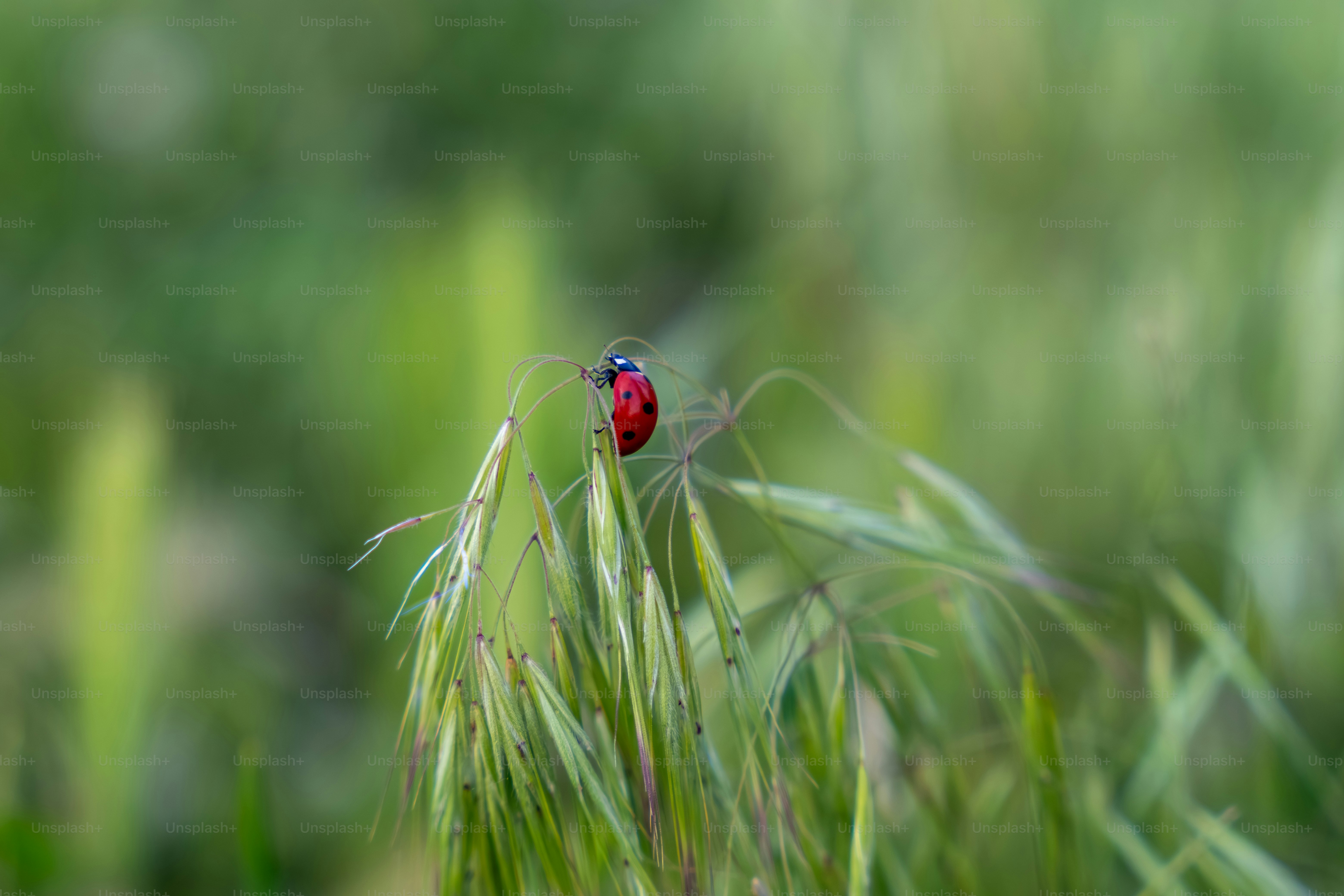 A red ladybug sits on a blade of green grass.