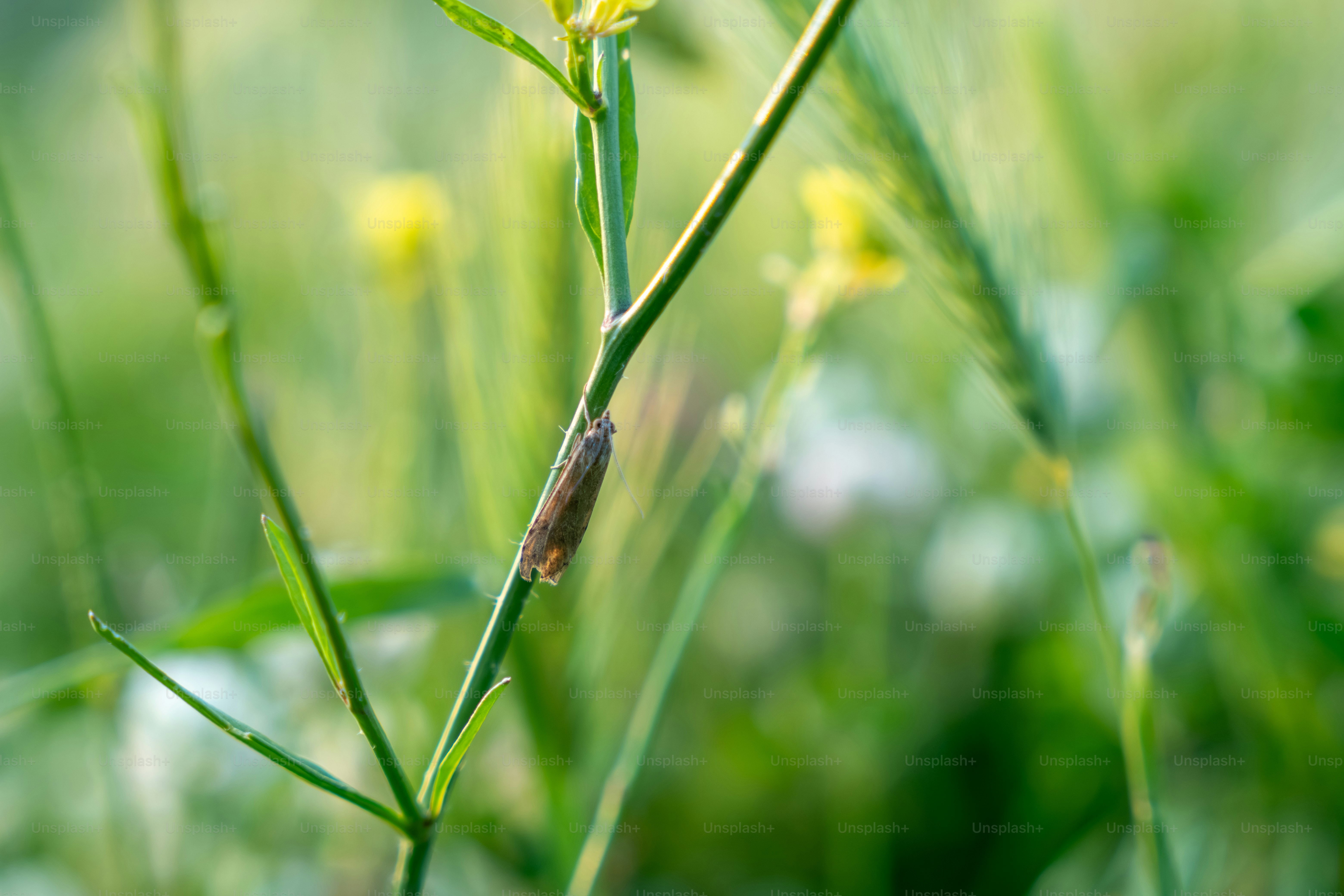 A small brown larva on a green plant stem.