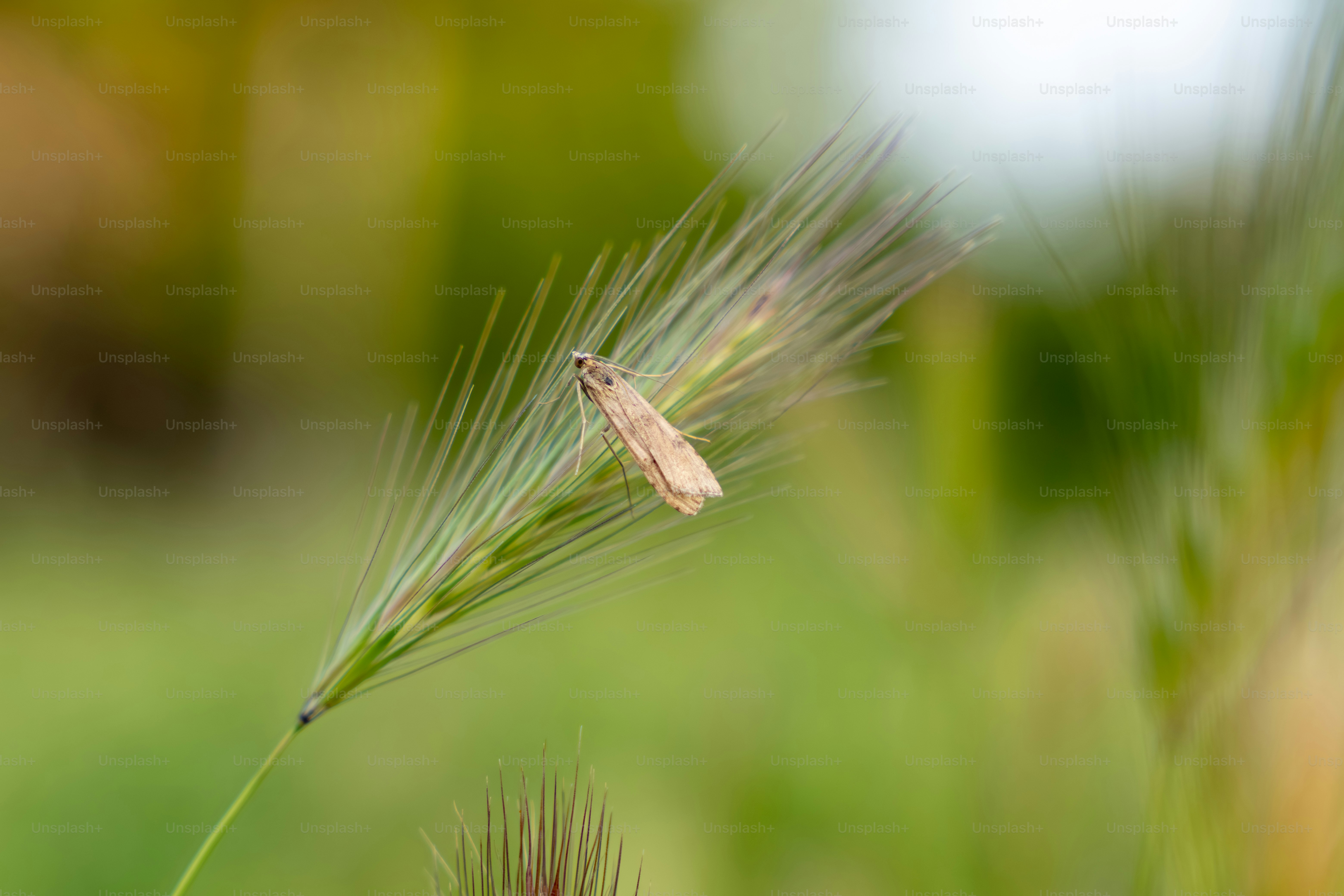 A small moth rests on a blade of green grass.