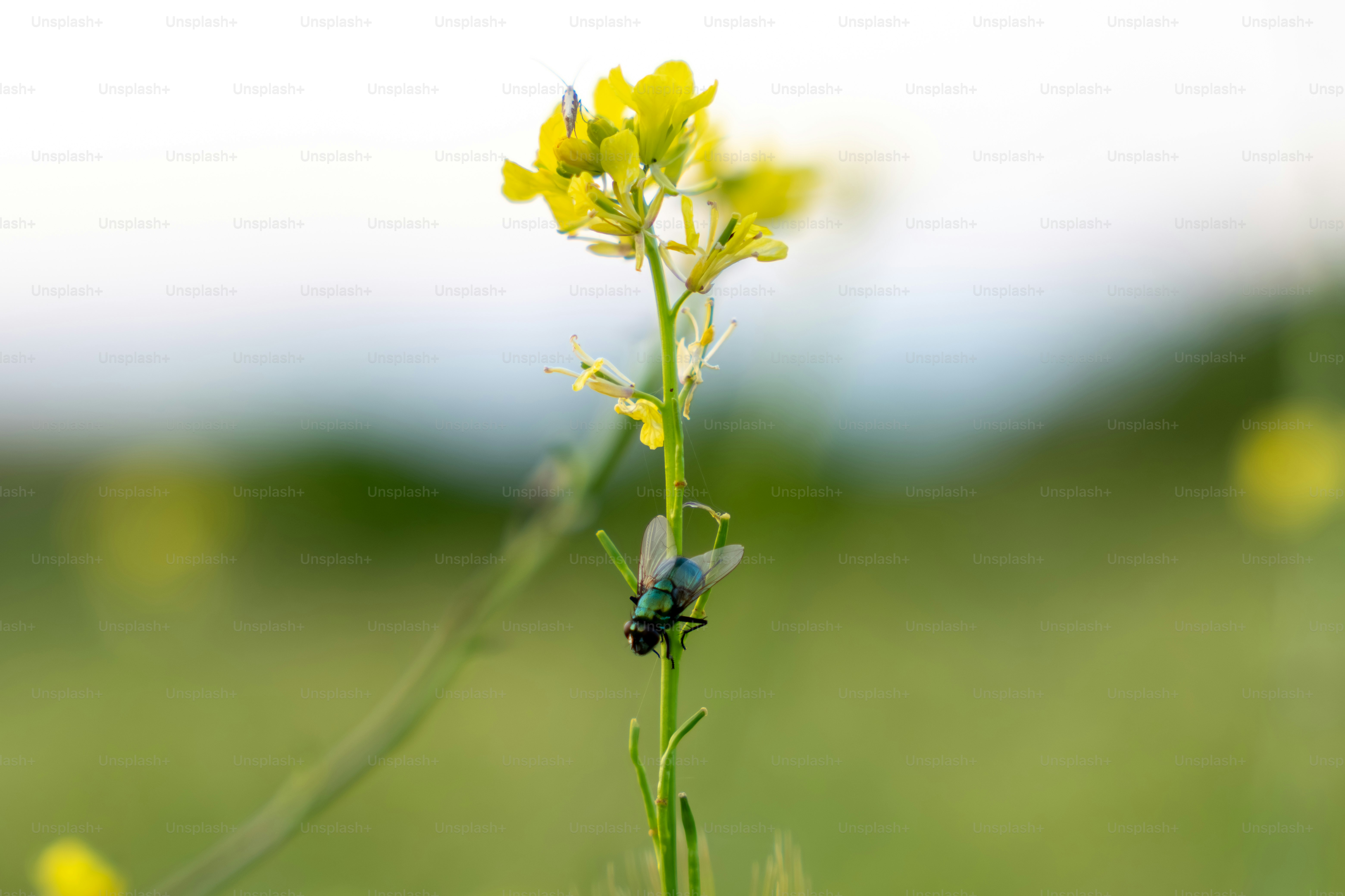 A fly on a yellow flower.