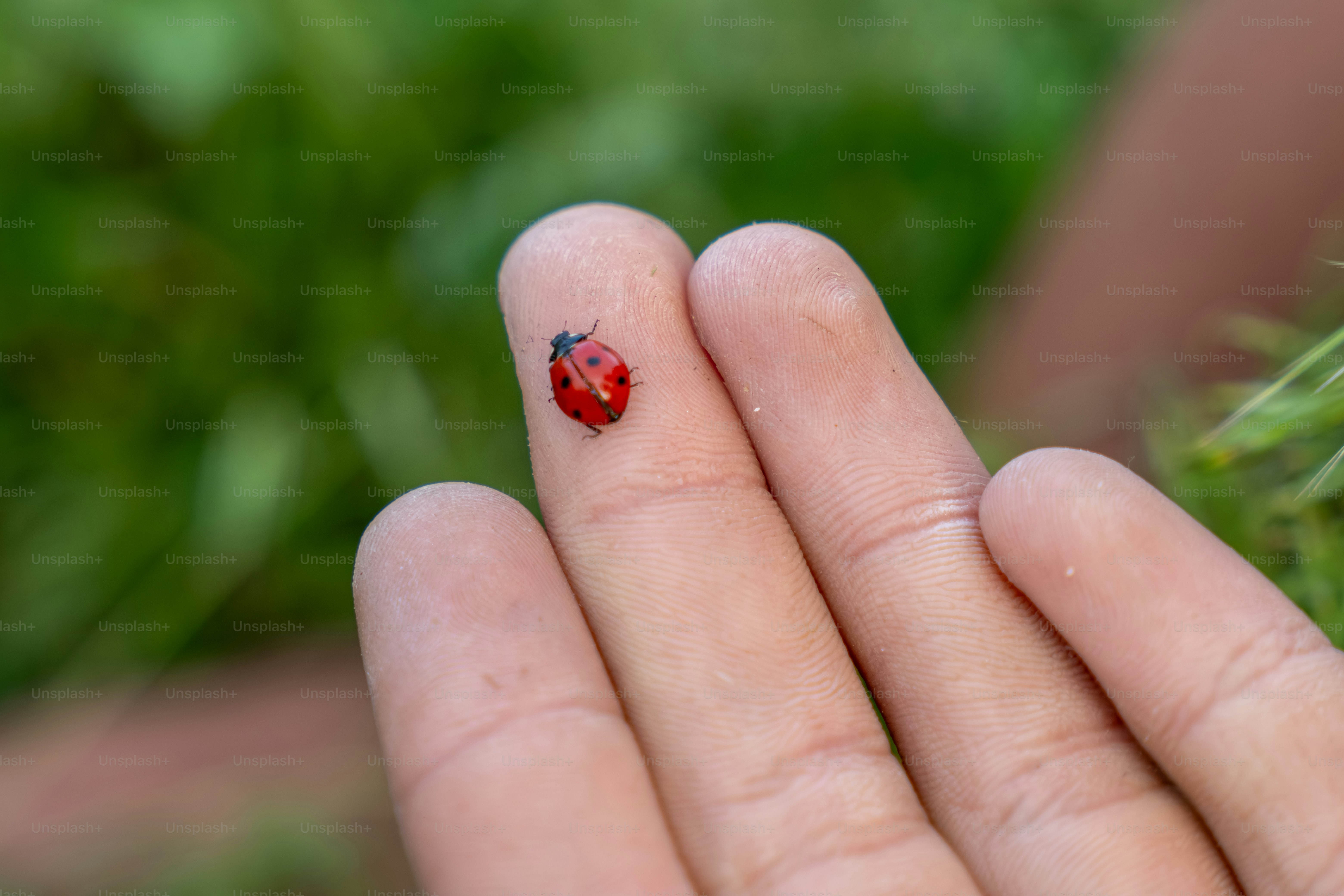 A red ladybug rests on a person's finger.