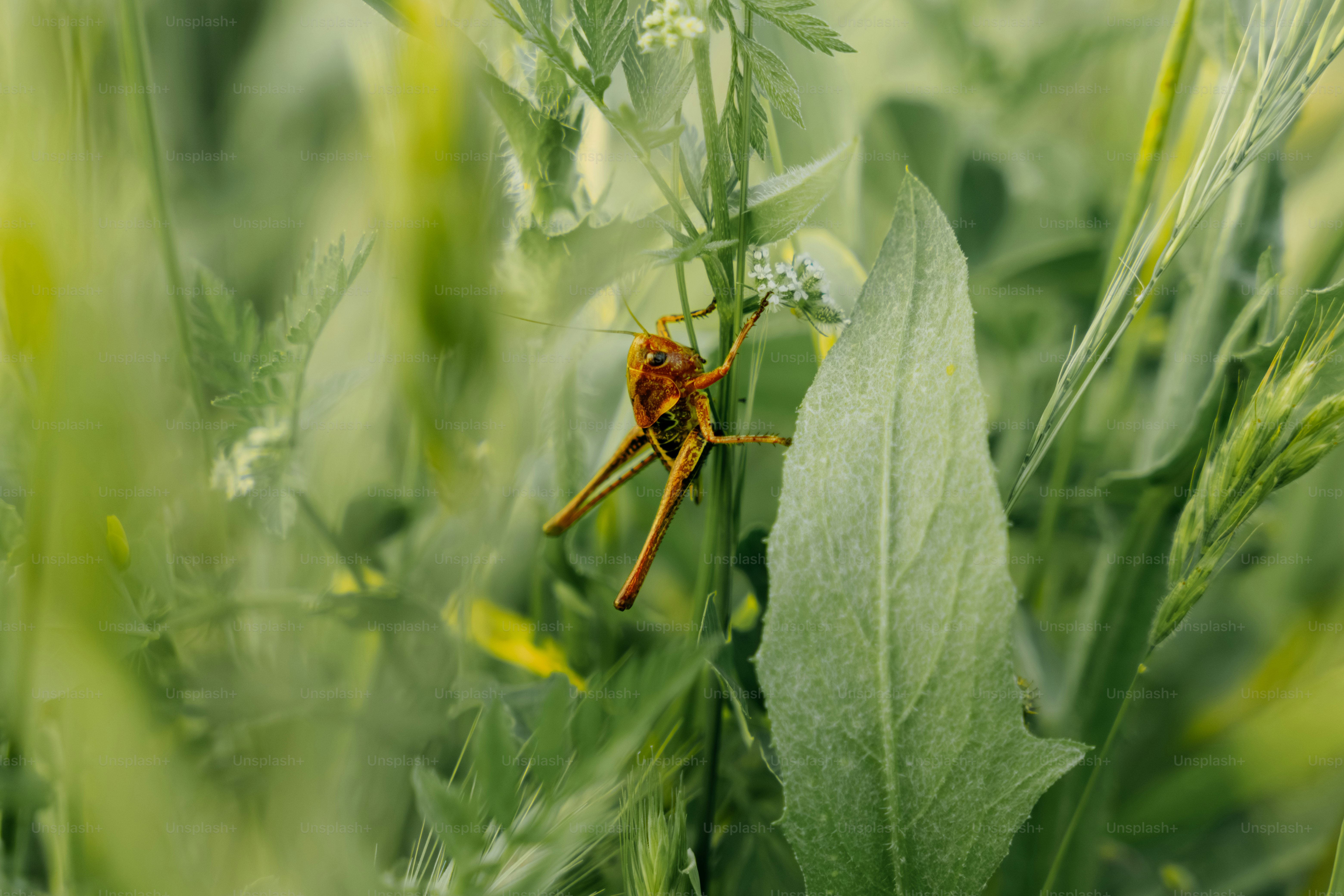 A brown grasshopper rests on green leaves and grass.