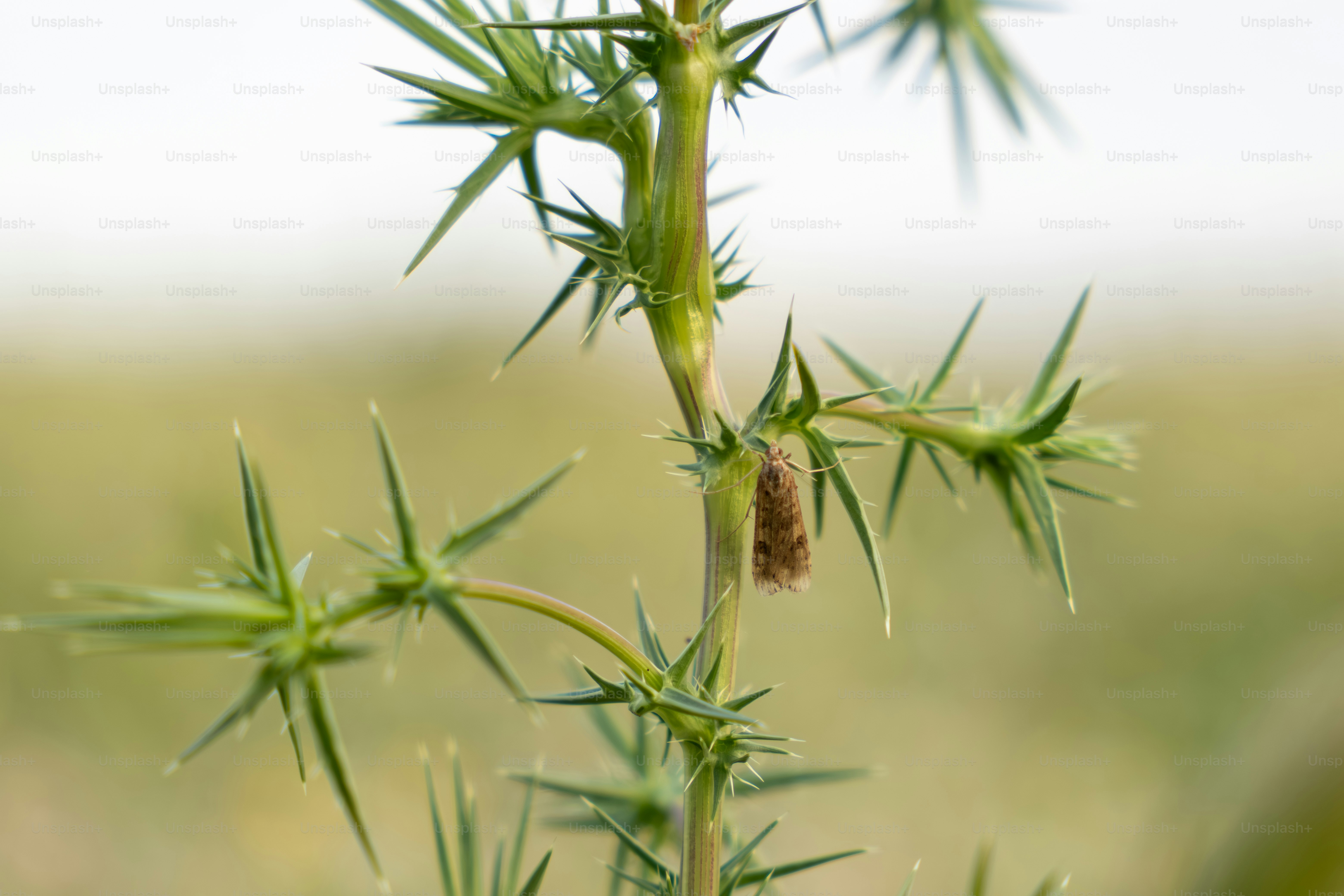 Thorny green plant stem with a small brown insect cocoon.