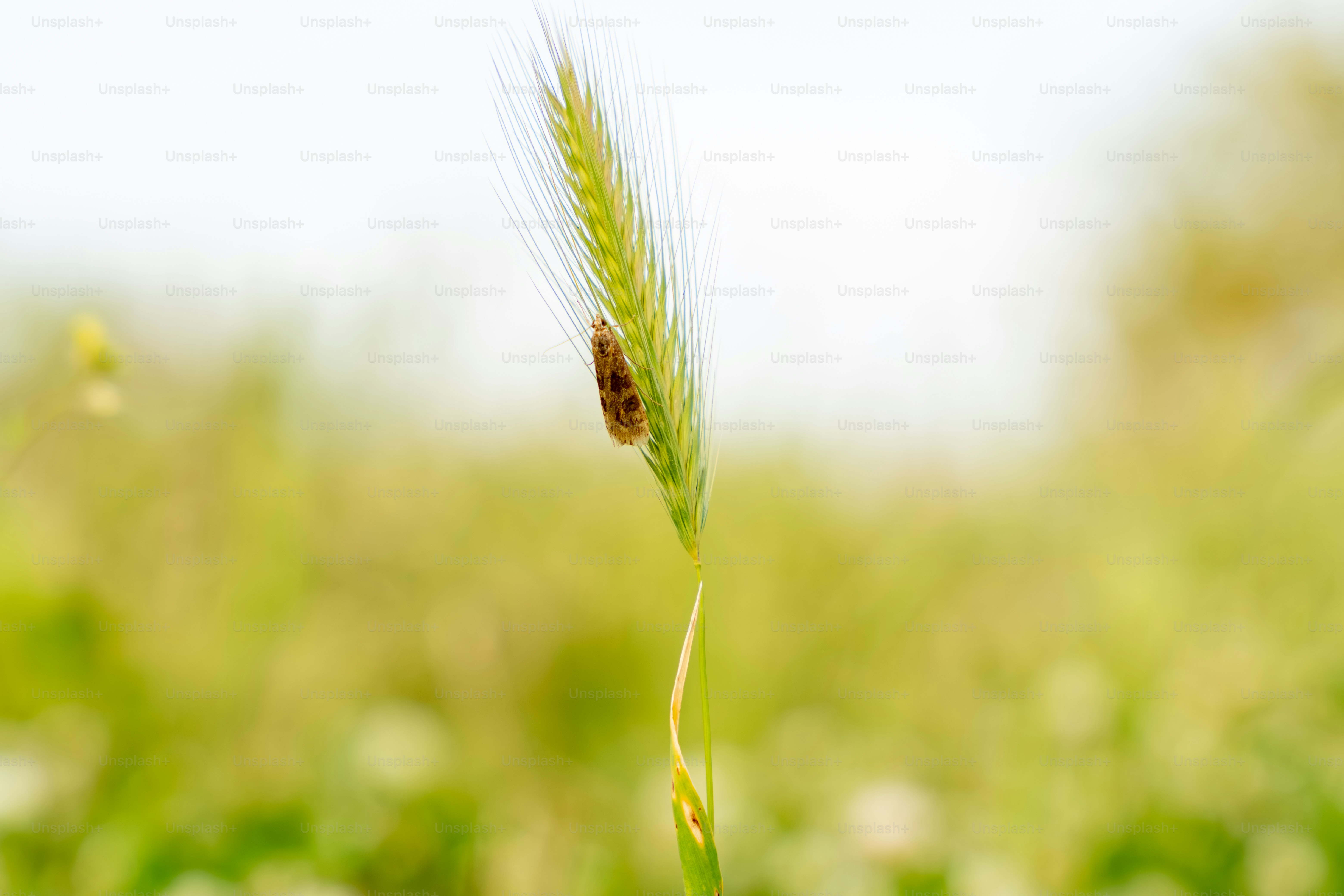 A small brown insect rests on a green wheat stalk.