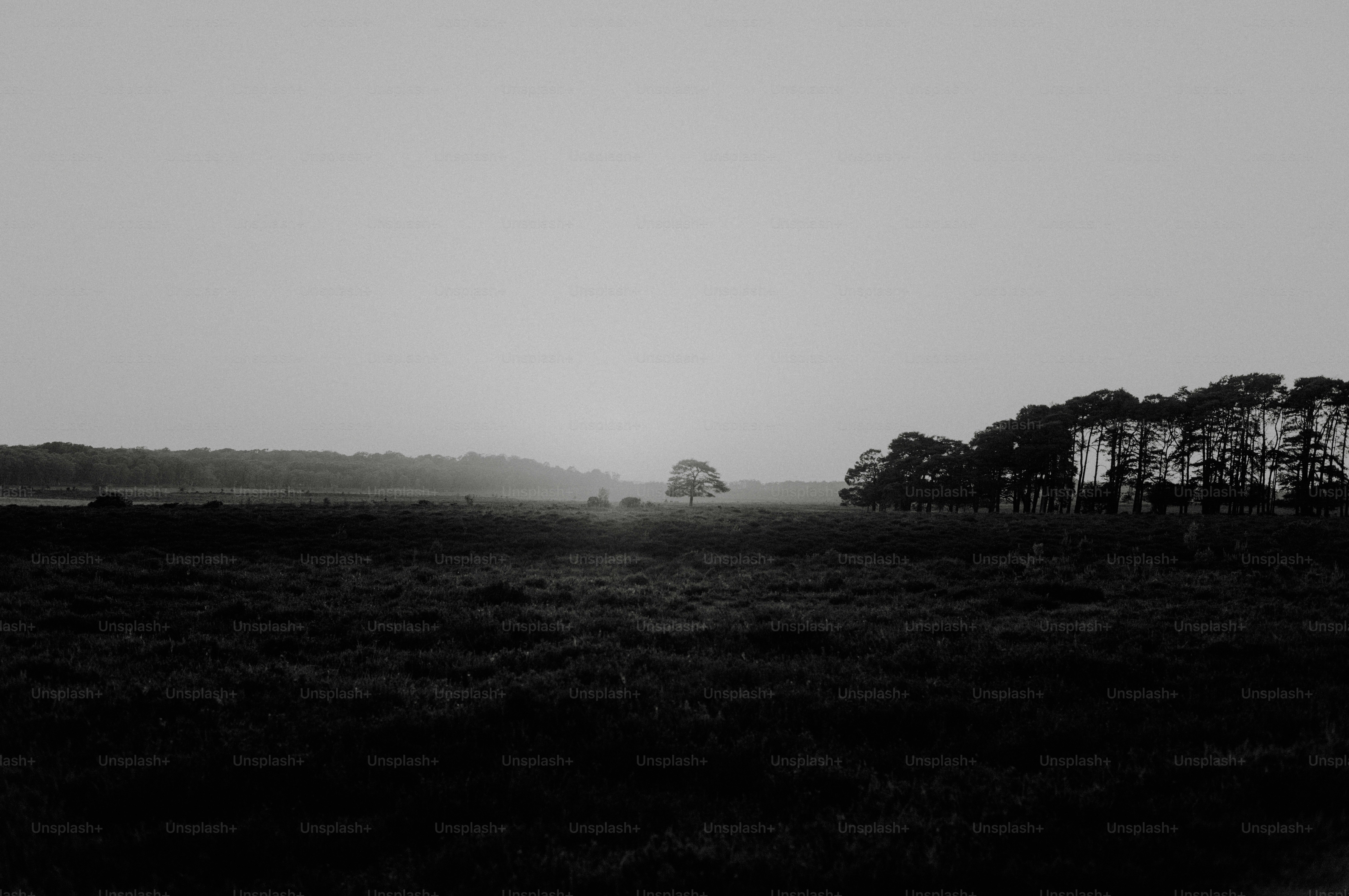 Dark field with trees under a hazy sky.