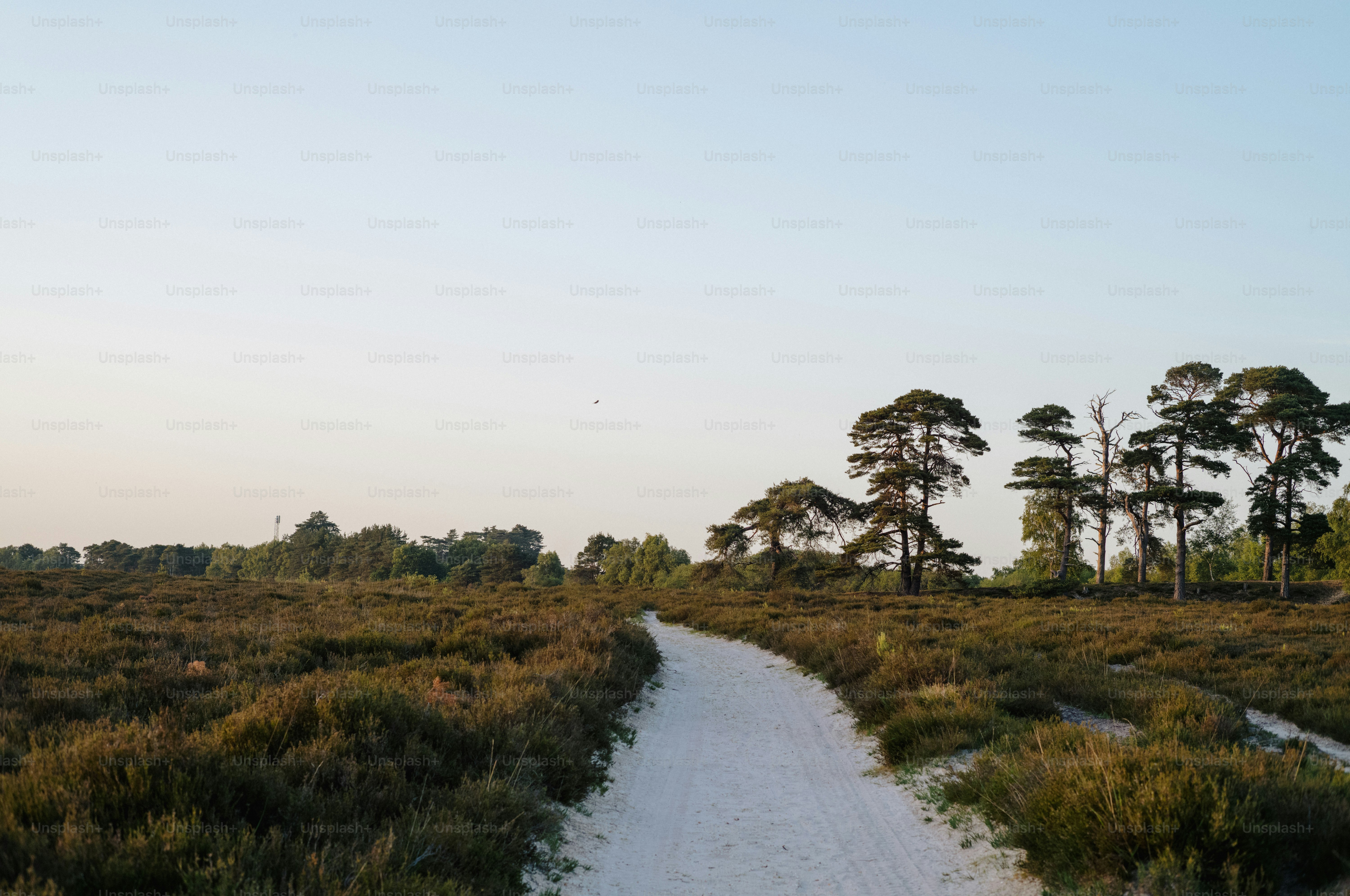 Jalan berliku melalui padang rumput dengan pohon pinus yang tinggi.