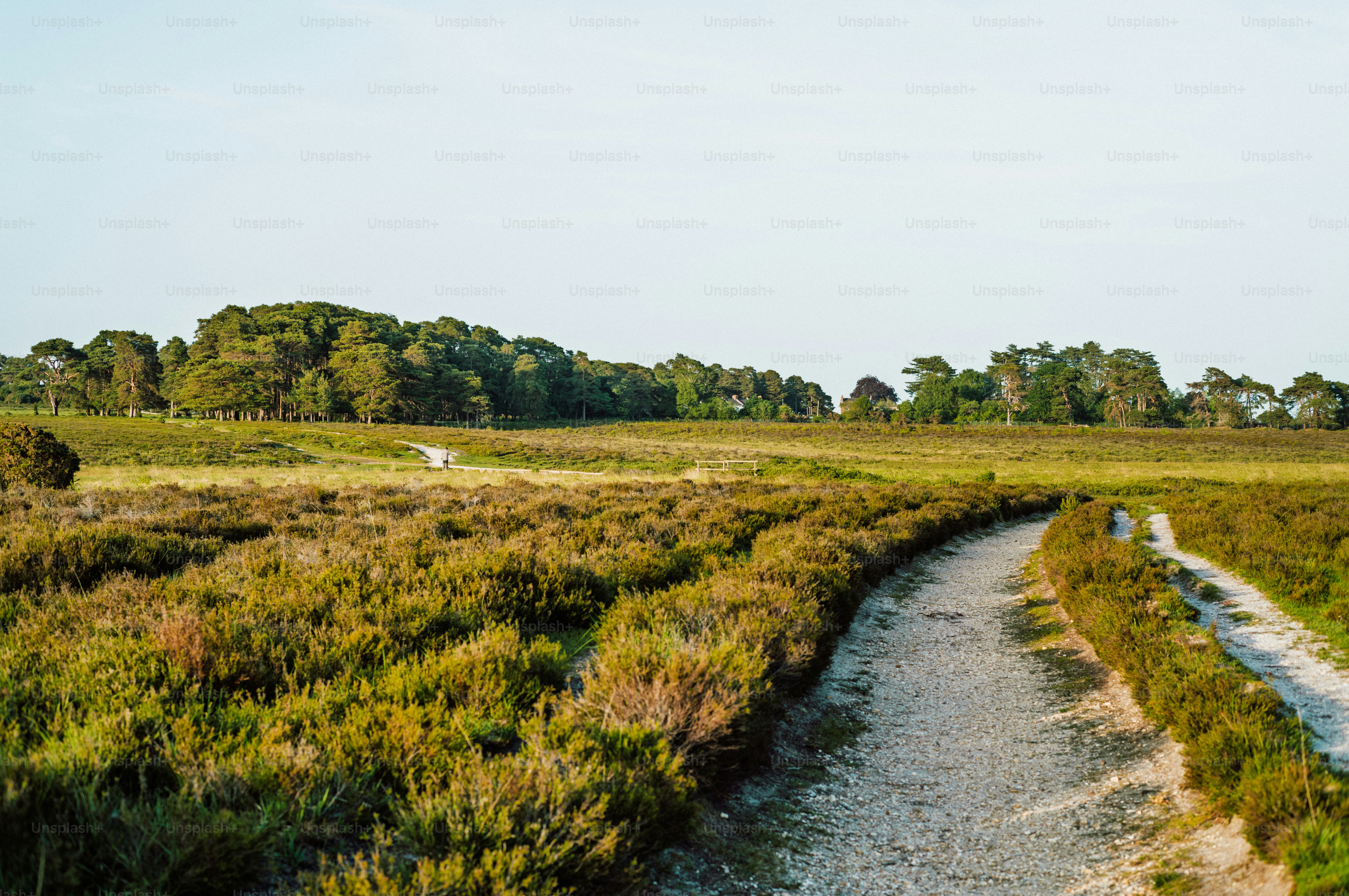 Jalan berliku melalui ladang heather yang mengarah ke hutan.