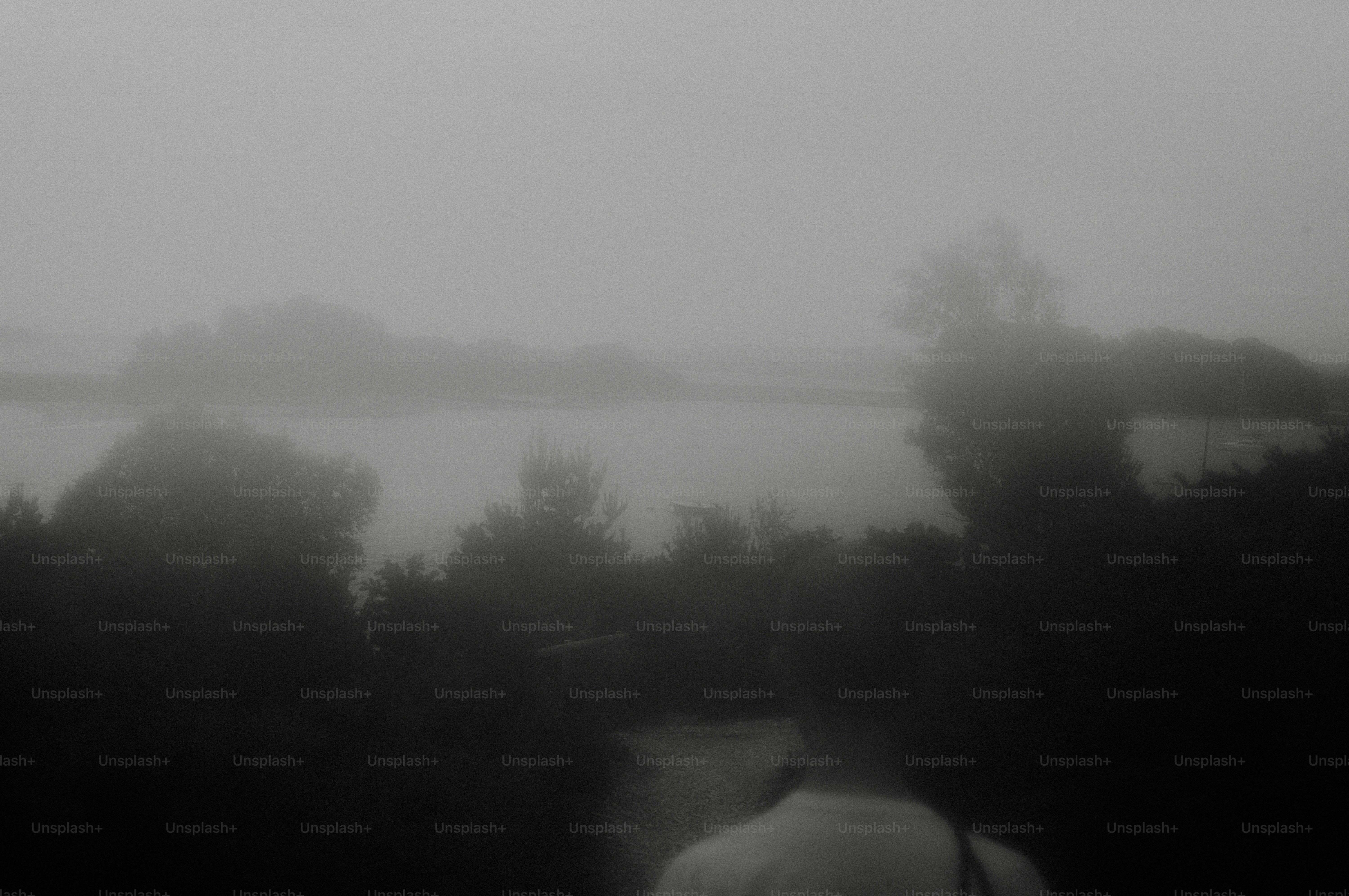 Misty lake with dark foreground trees - Photo on Unsplash+